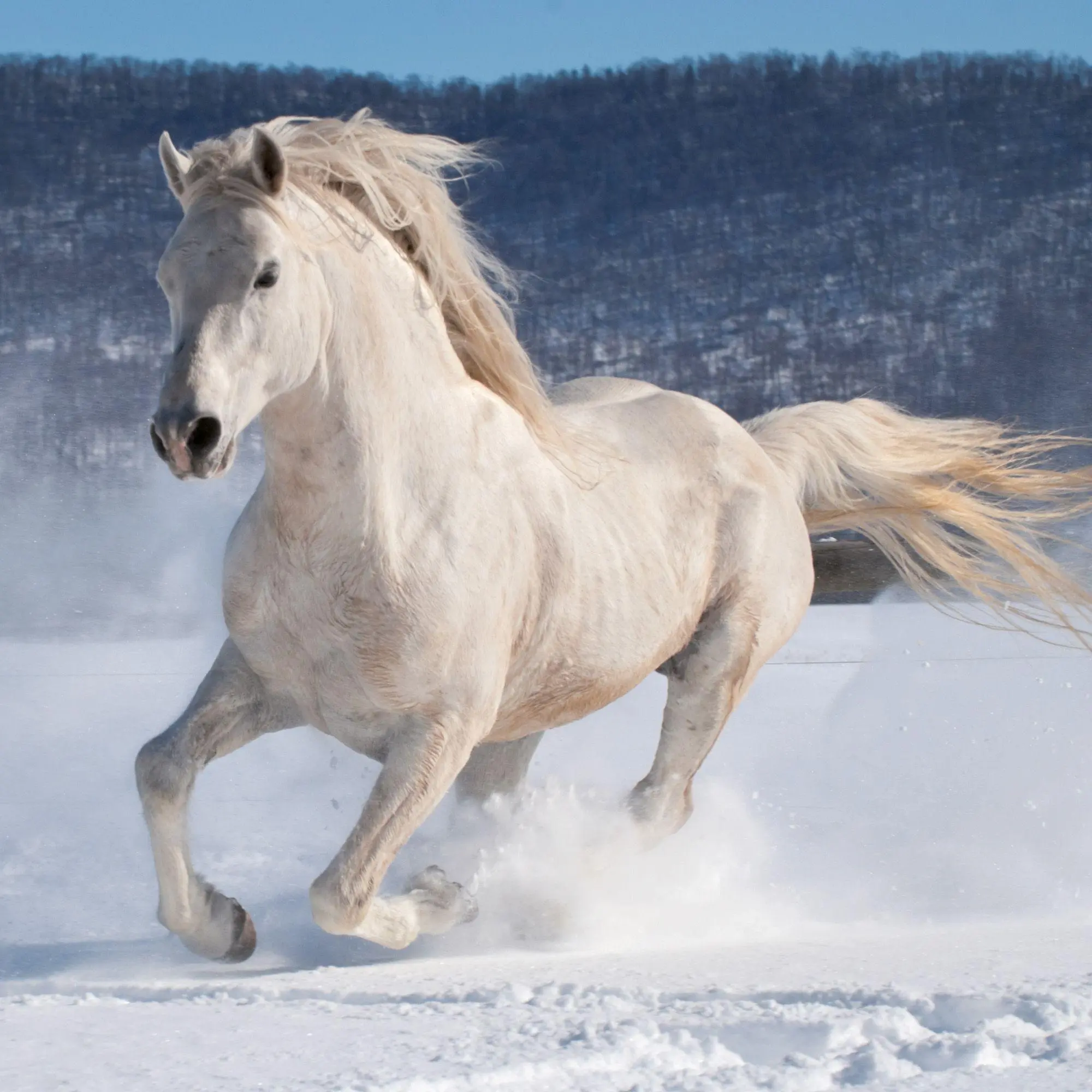 Bild: 9783959297172 | Pferde / Horses 2027 | Kalender 2027 | Kalender | Artwork Edition