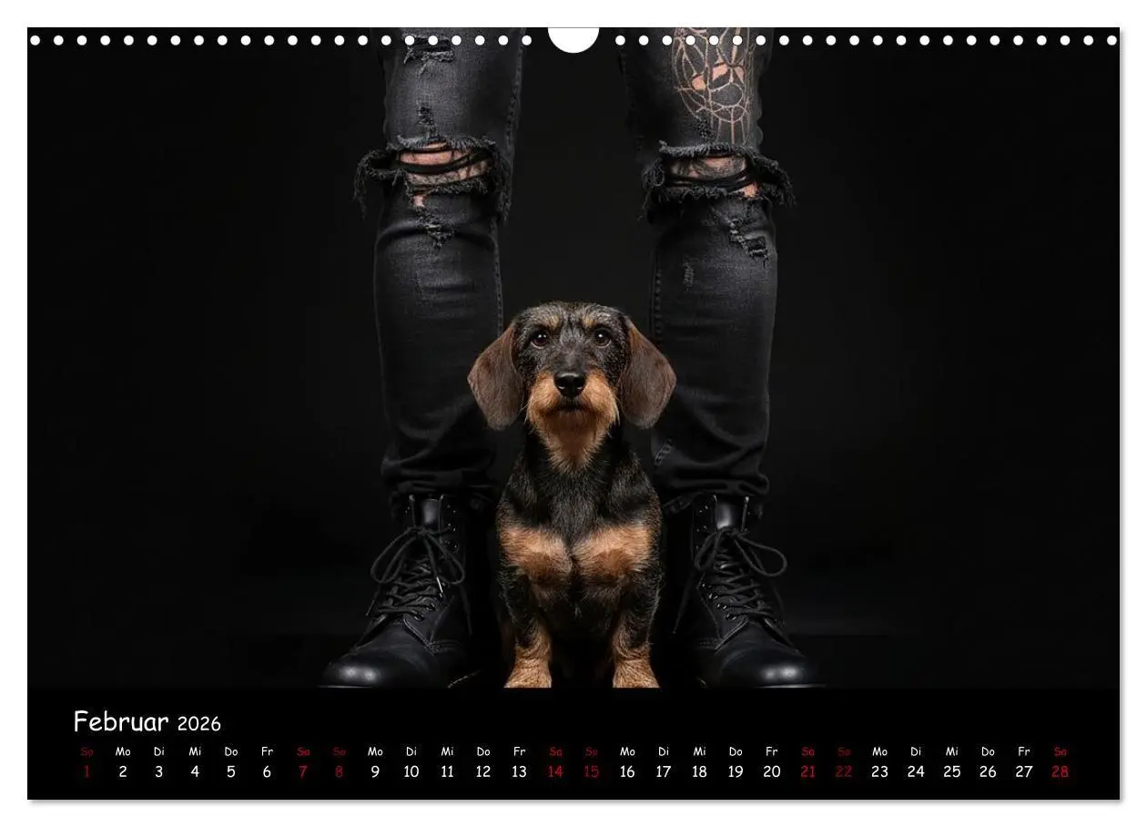 Bild: 9783516717372 | Coole Typen - Rauhaardackel (Wandkalender 2026 DIN A3 quer),...