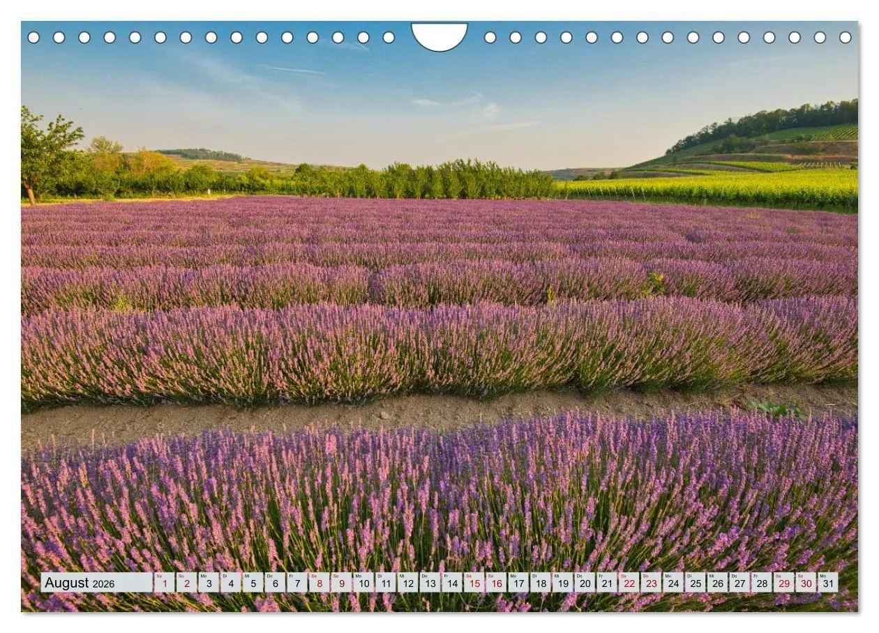 Bild: 9783457847572 | Weinregion Kaiserstuhl (Wandkalender 2026 DIN A4 quer), CALVENDO...