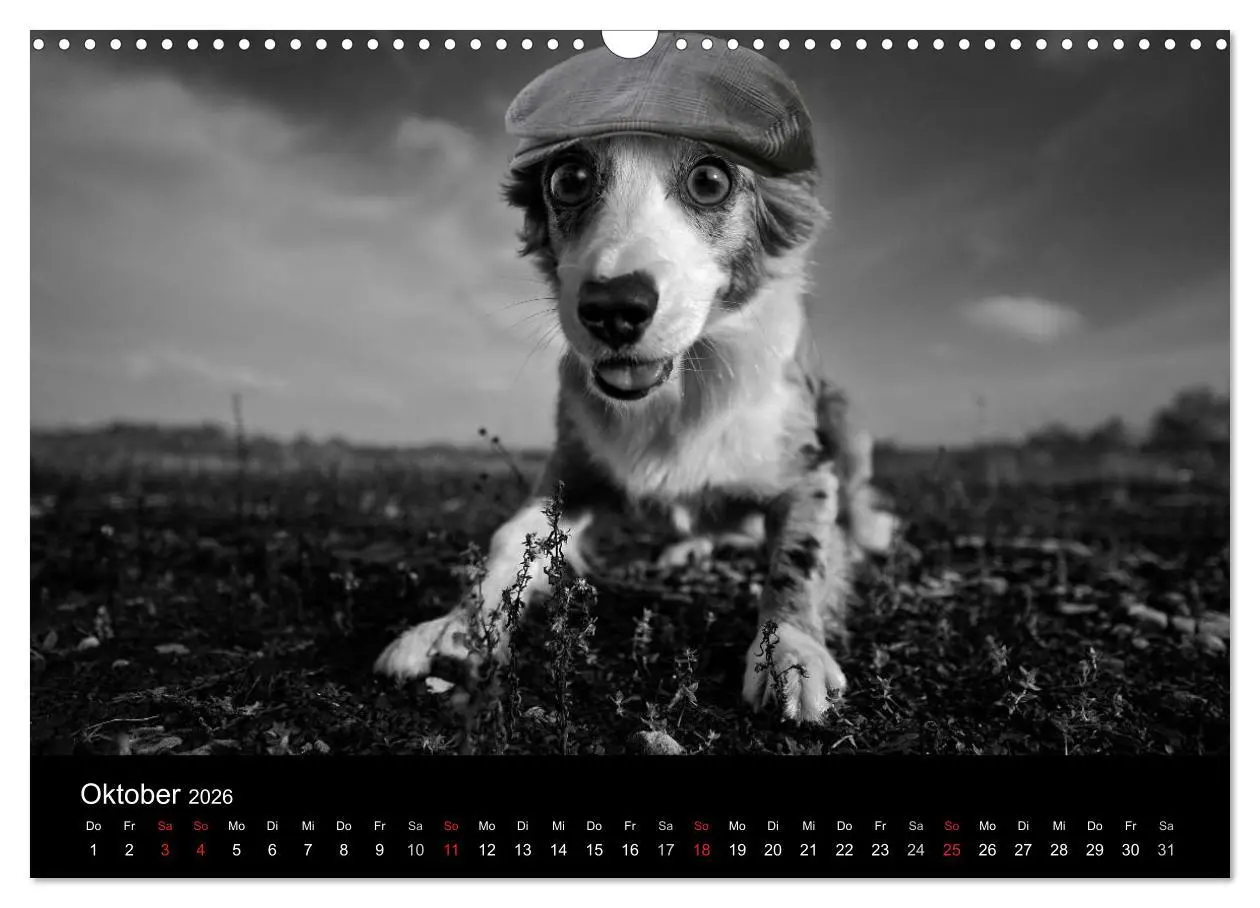 Bild: 9783516177572 | Hütehunde (Wandkalender 2026 DIN A3 quer), CALVENDO Monatskalender