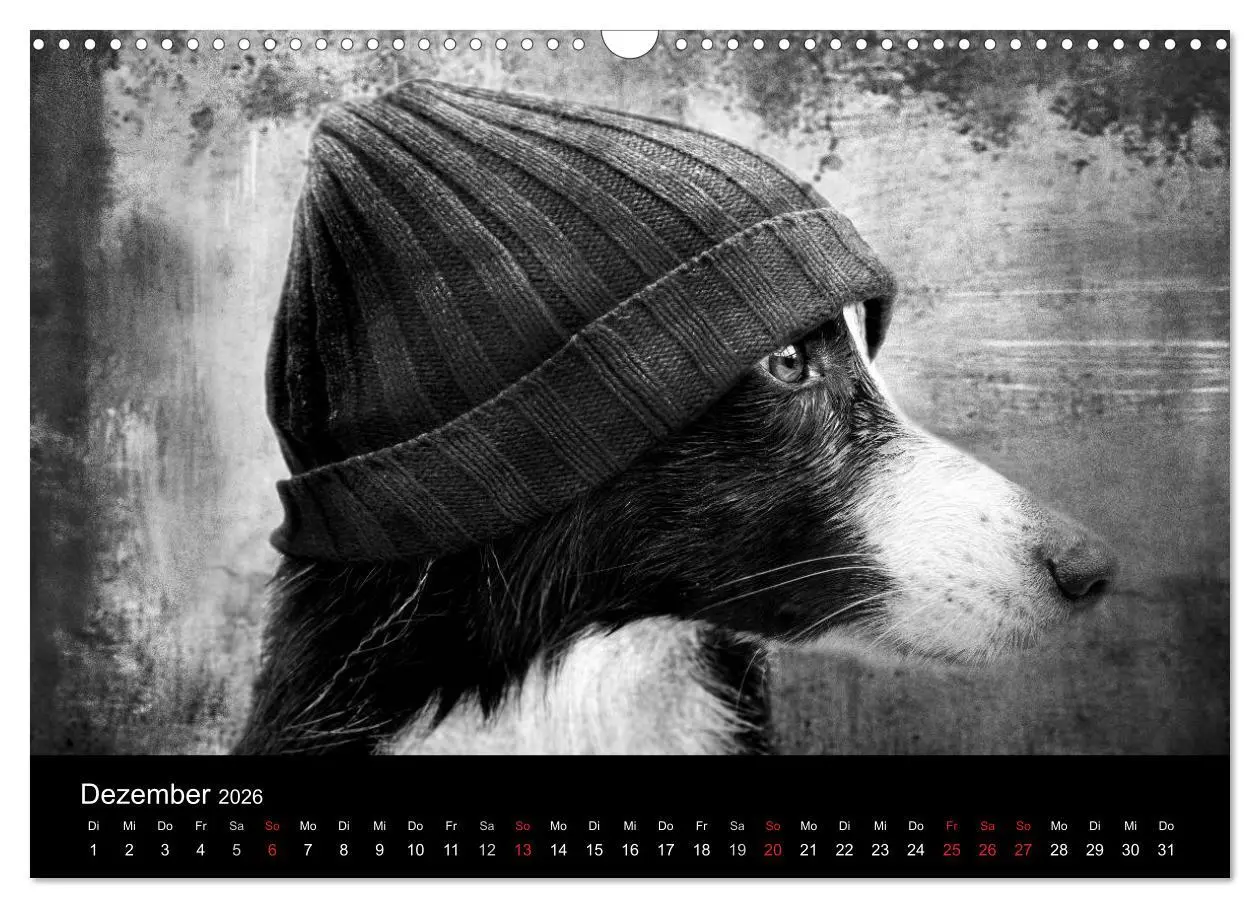 Bild: 9783516177572 | Hütehunde (Wandkalender 2026 DIN A3 quer), CALVENDO Monatskalender