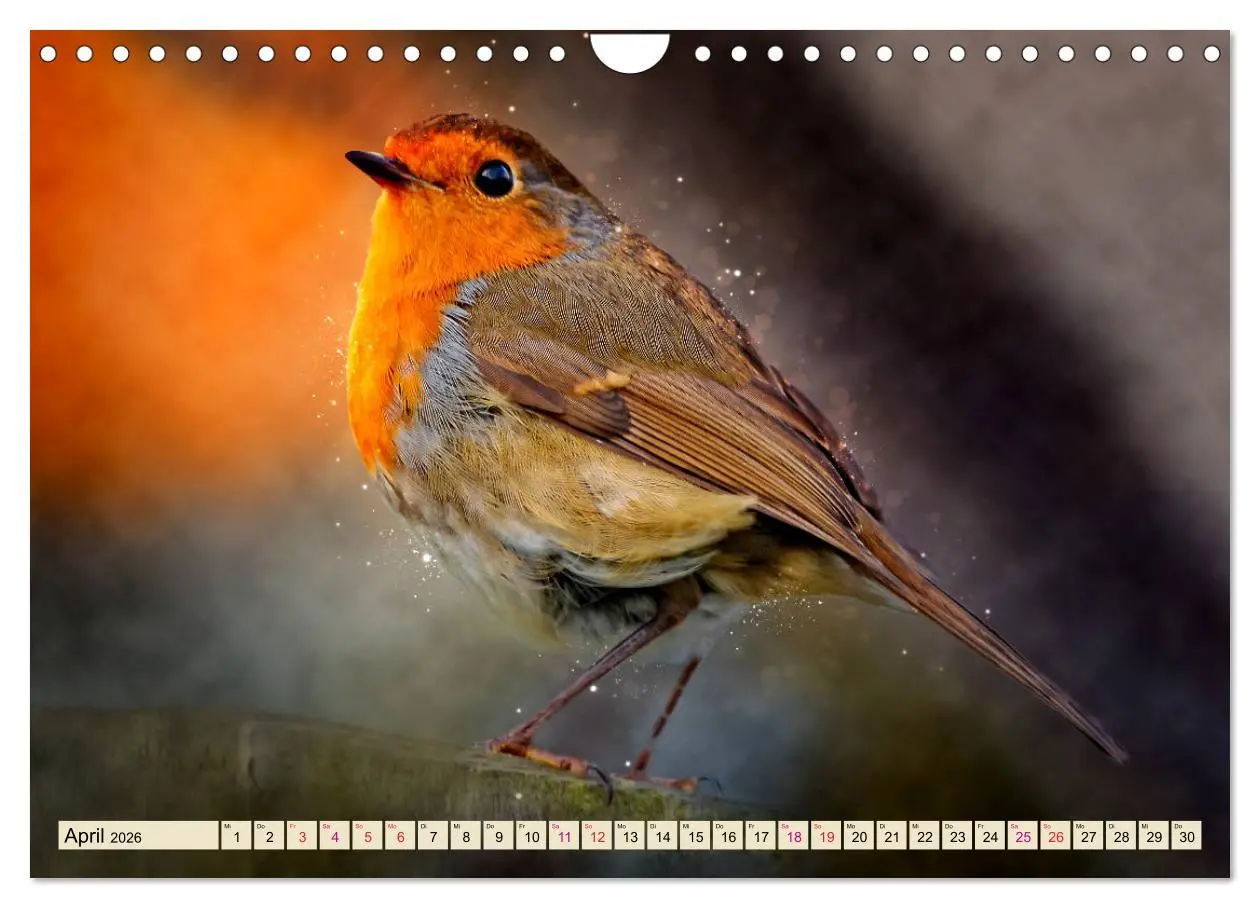 Bild: 9783457837672 | Bei uns im Garten - Rotkehlchen (Wandkalender 2026 DIN A4 quer),...