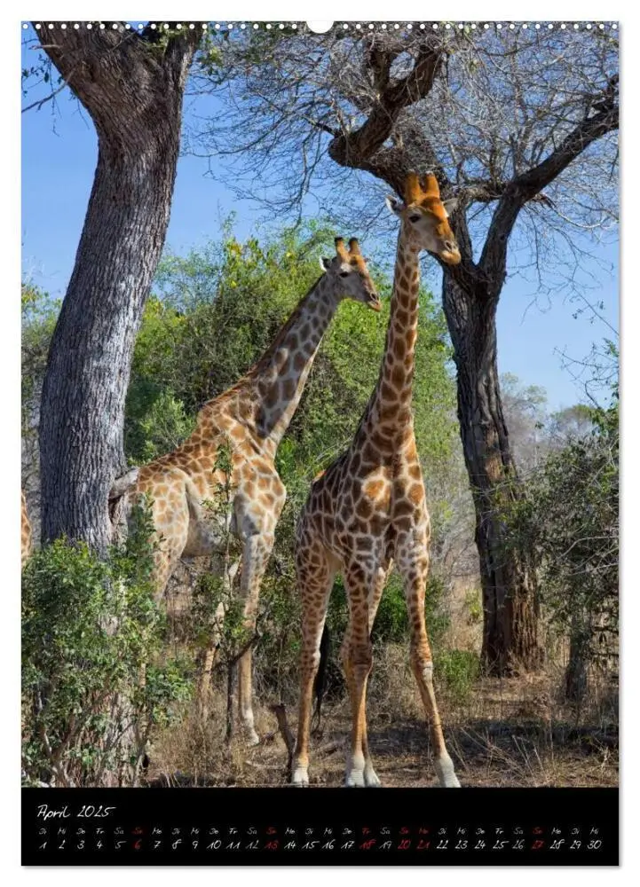 Bild: 9783457067772 | Südafrika - Sehenswerte Panorama Route (Wandkalender 2025 DIN A2...