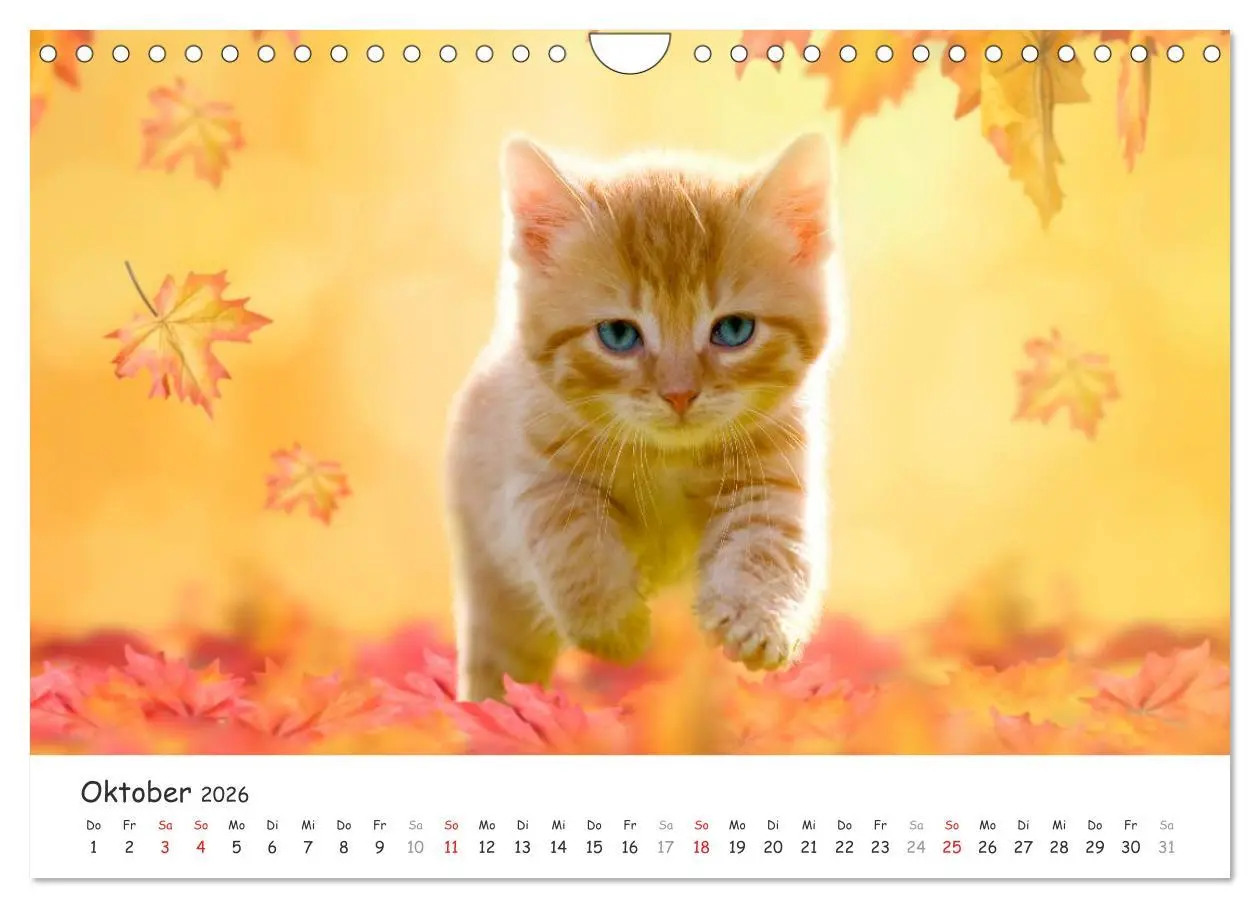 Bild: 9783516087772 | Kätzchen 2026 (Wandkalender 2026 DIN A4 quer), CALVENDO Monatskalender
