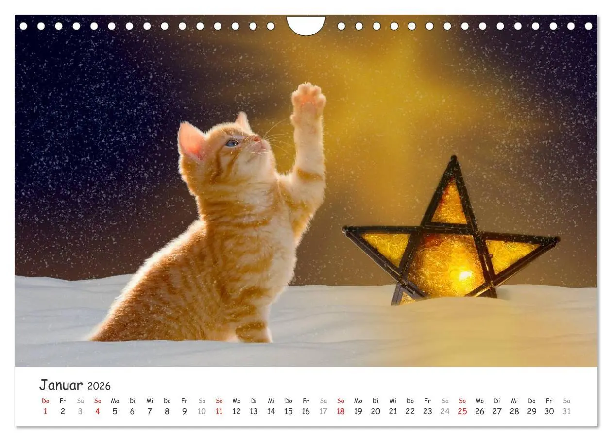Bild: 9783516087772 | Kätzchen 2026 (Wandkalender 2026 DIN A4 quer), CALVENDO Monatskalender