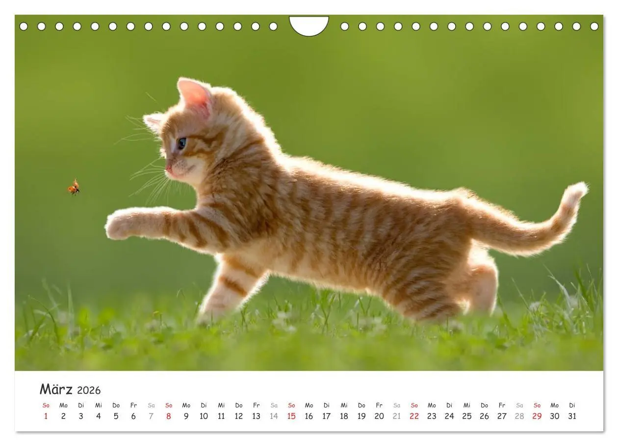 Bild: 9783516087772 | Kätzchen 2026 (Wandkalender 2026 DIN A4 quer), CALVENDO Monatskalender