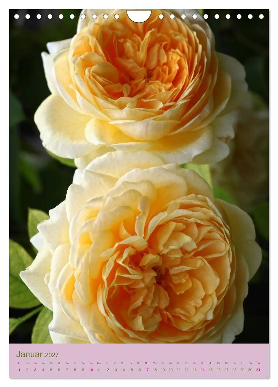 Bild: 9783594067772 | Rosen Symphonie (Wandkalender 2027 DIN A4 hoch), CALVENDO...