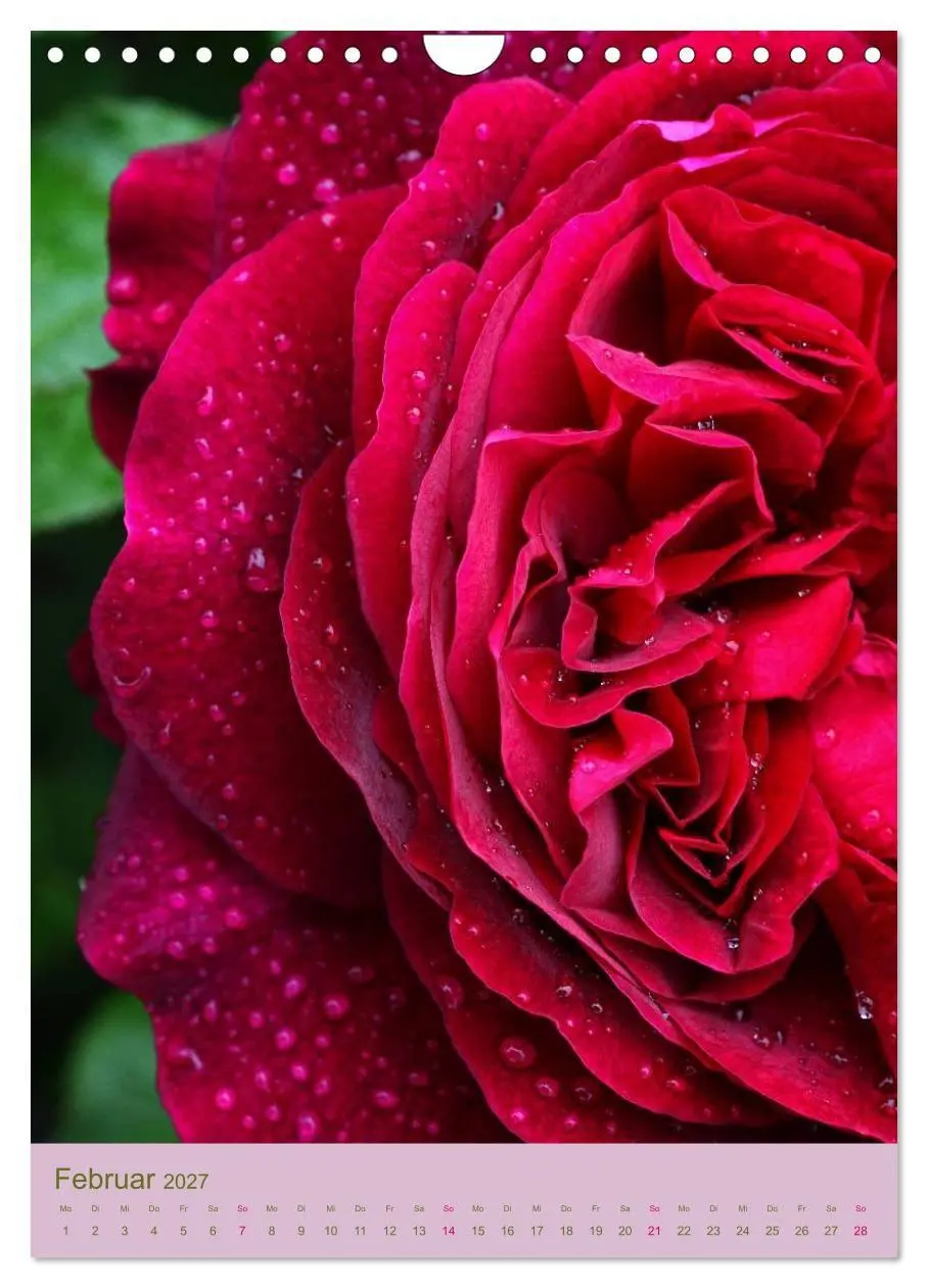 Bild: 9783594067772 | Rosen Symphonie (Wandkalender 2027 DIN A4 hoch), CALVENDO...