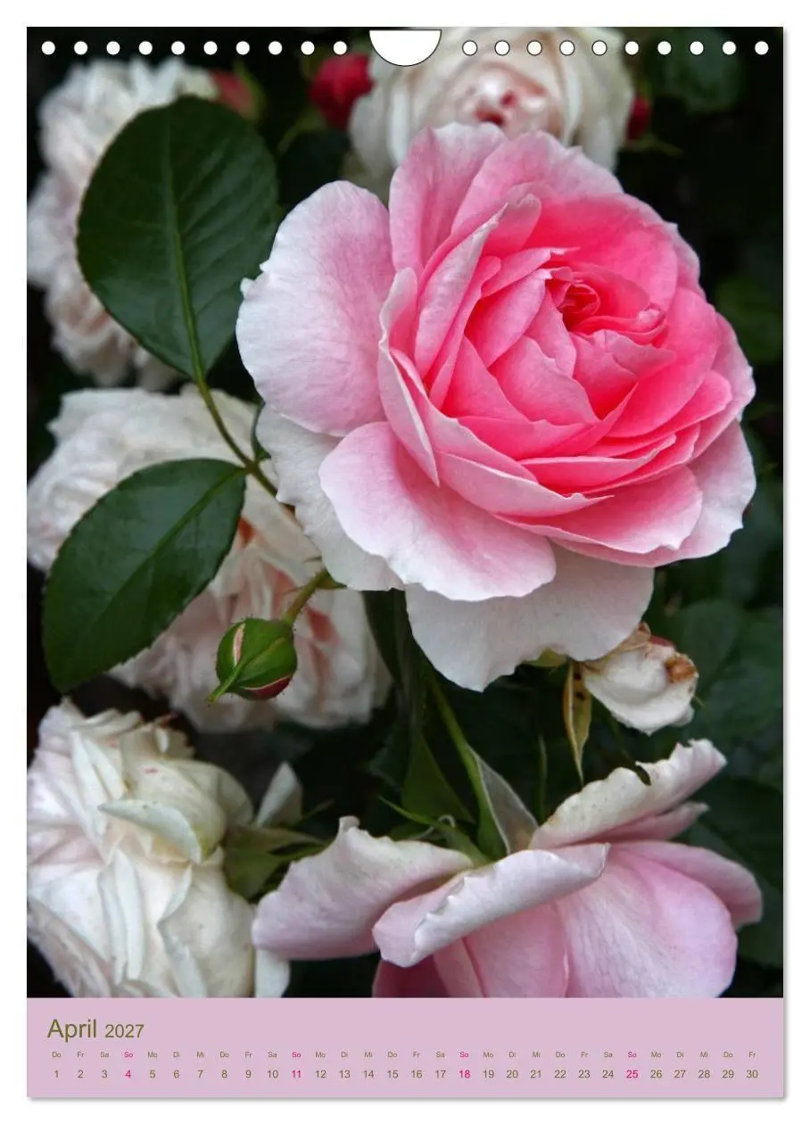 Bild: 9783594067772 | Rosen Symphonie (Wandkalender 2027 DIN A4 hoch), CALVENDO...
