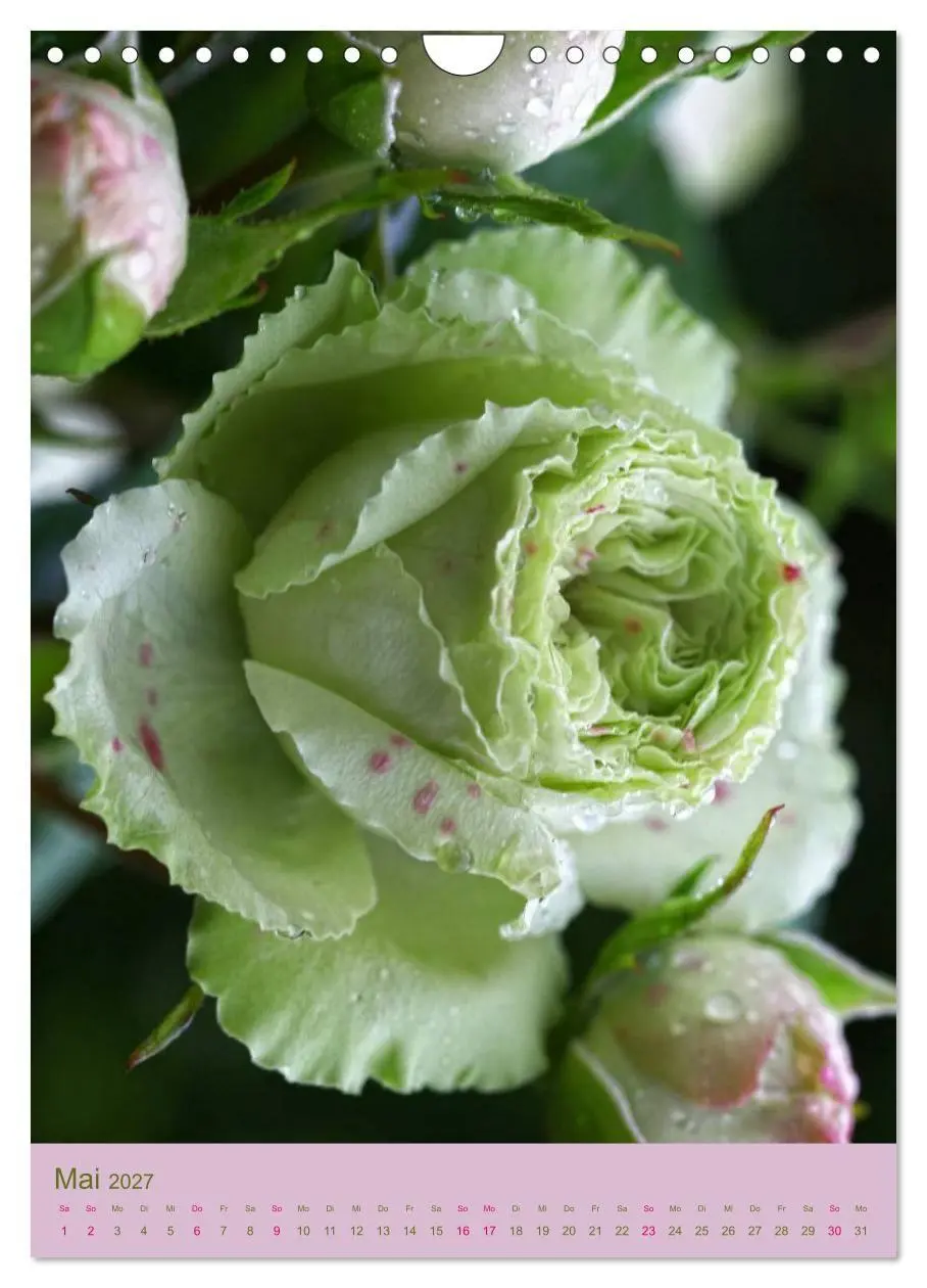 Bild: 9783594067772 | Rosen Symphonie (Wandkalender 2027 DIN A4 hoch), CALVENDO...