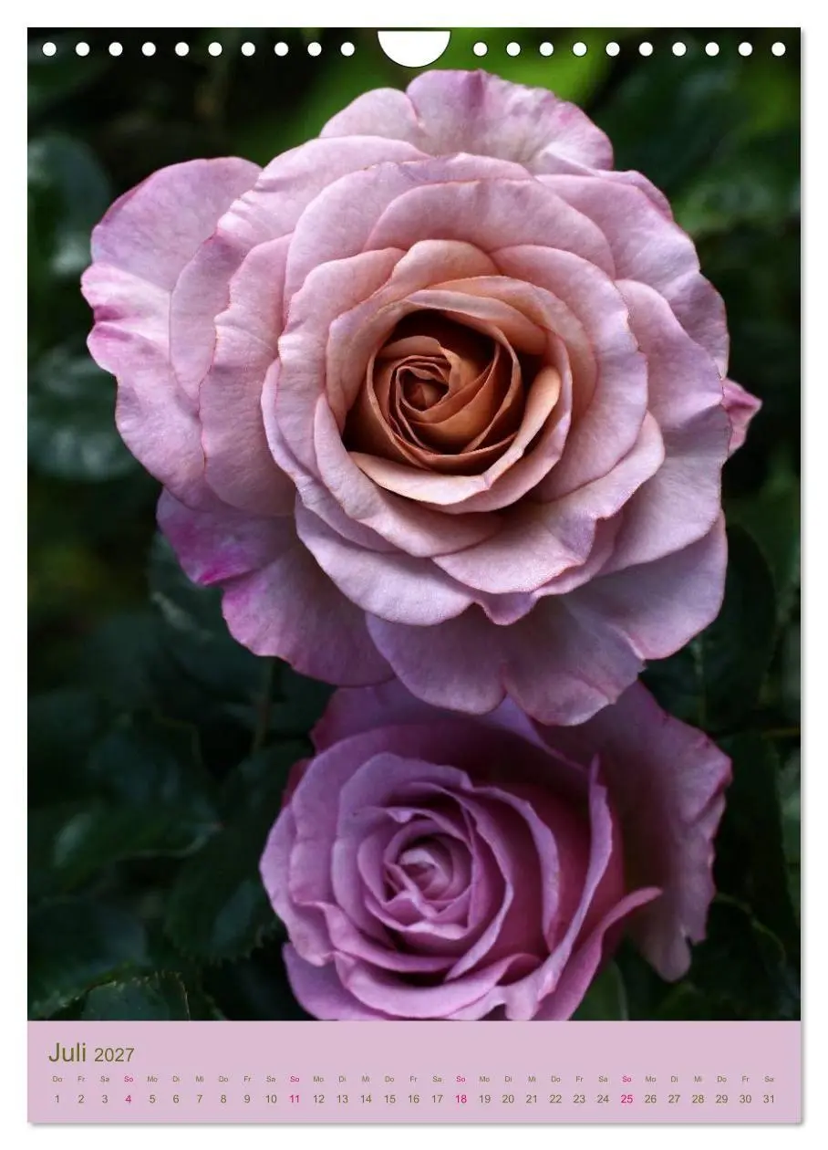 Bild: 9783594067772 | Rosen Symphonie (Wandkalender 2027 DIN A4 hoch), CALVENDO...