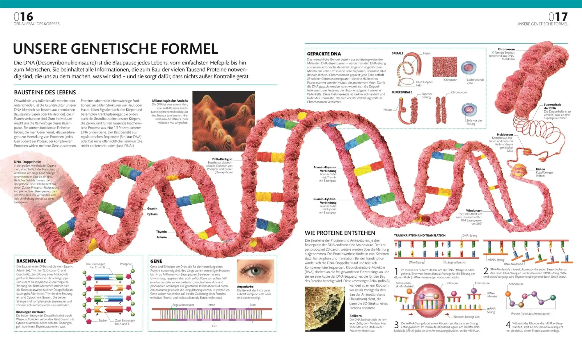 Bild: 9783831047772 | Anatomie und Physiologie | DK Verlag (u. a.) | Buch | 536 S. | Deutsch