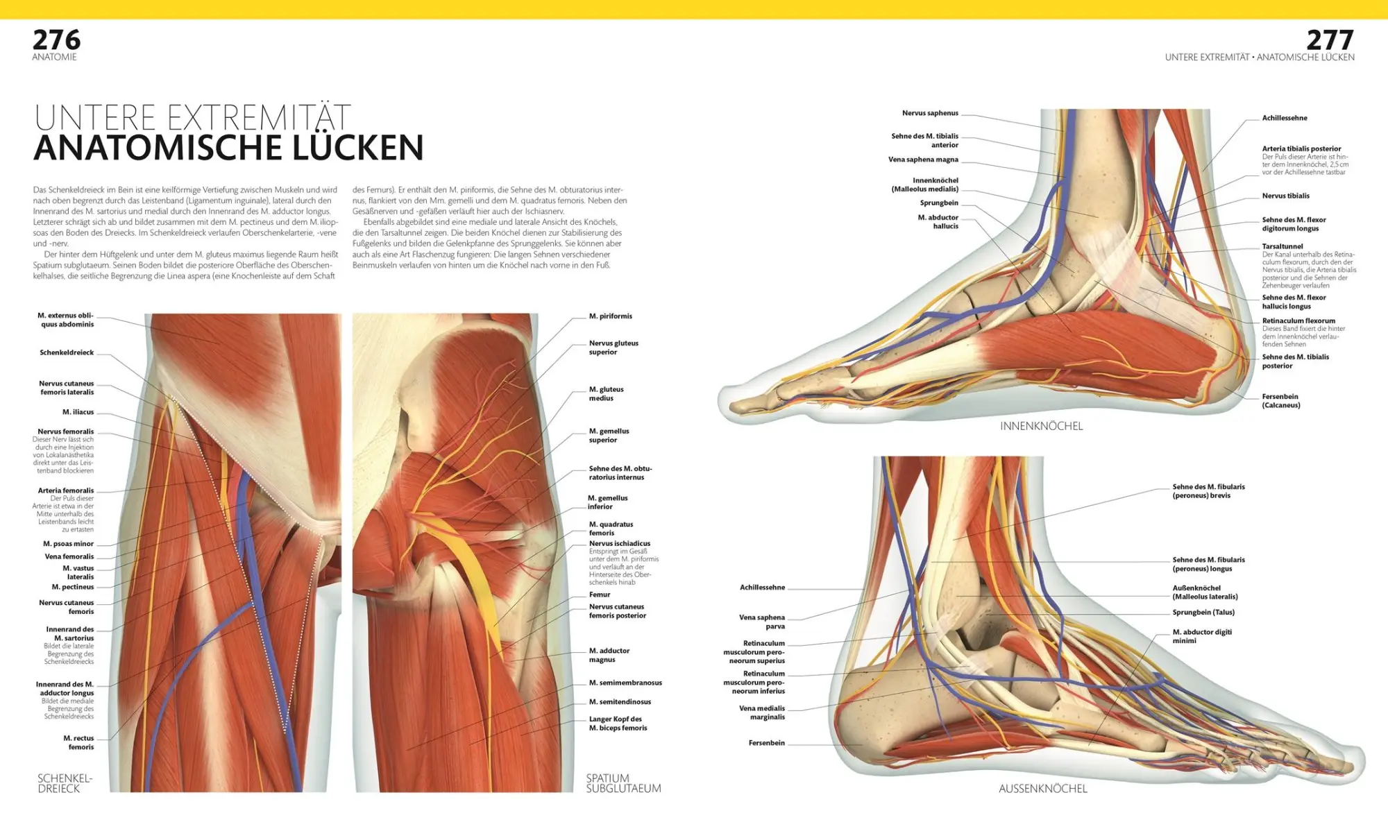 Bild: 9783831047772 | Anatomie und Physiologie | DK Verlag (u. a.) | Buch | 536 S. | Deutsch