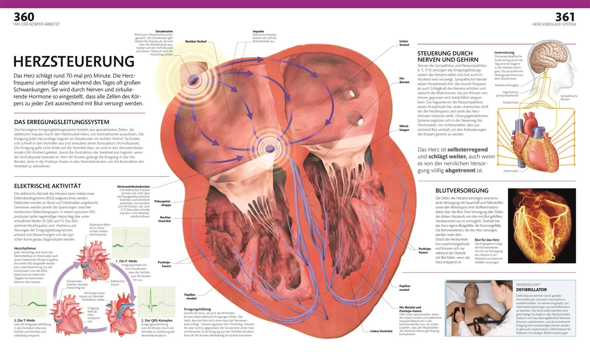 Bild: 9783831047772 | Anatomie und Physiologie | DK Verlag (u. a.) | Buch | 536 S. | Deutsch