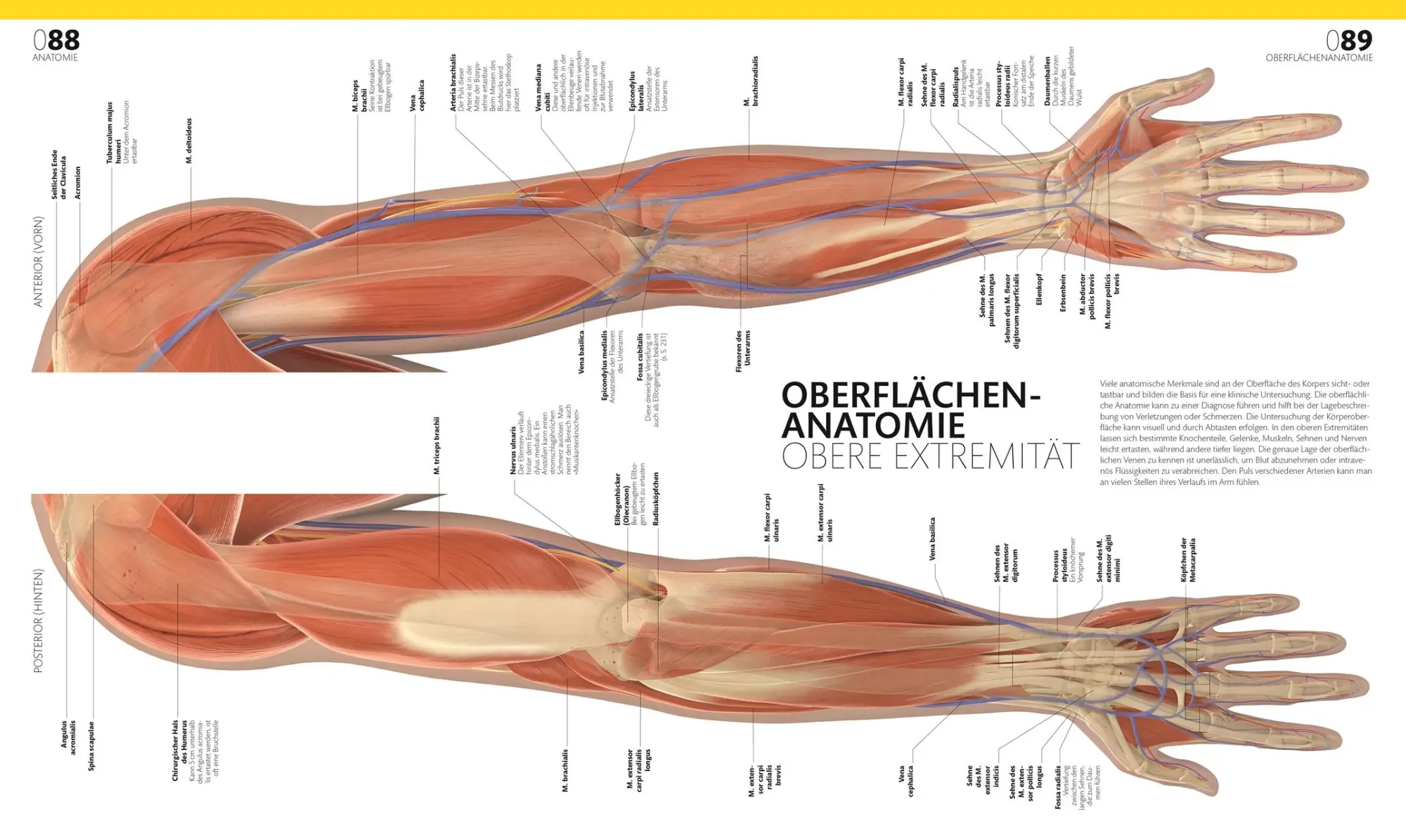 Bild: 9783831047772 | Anatomie und Physiologie | DK Verlag (u. a.) | Buch | 536 S. | Deutsch