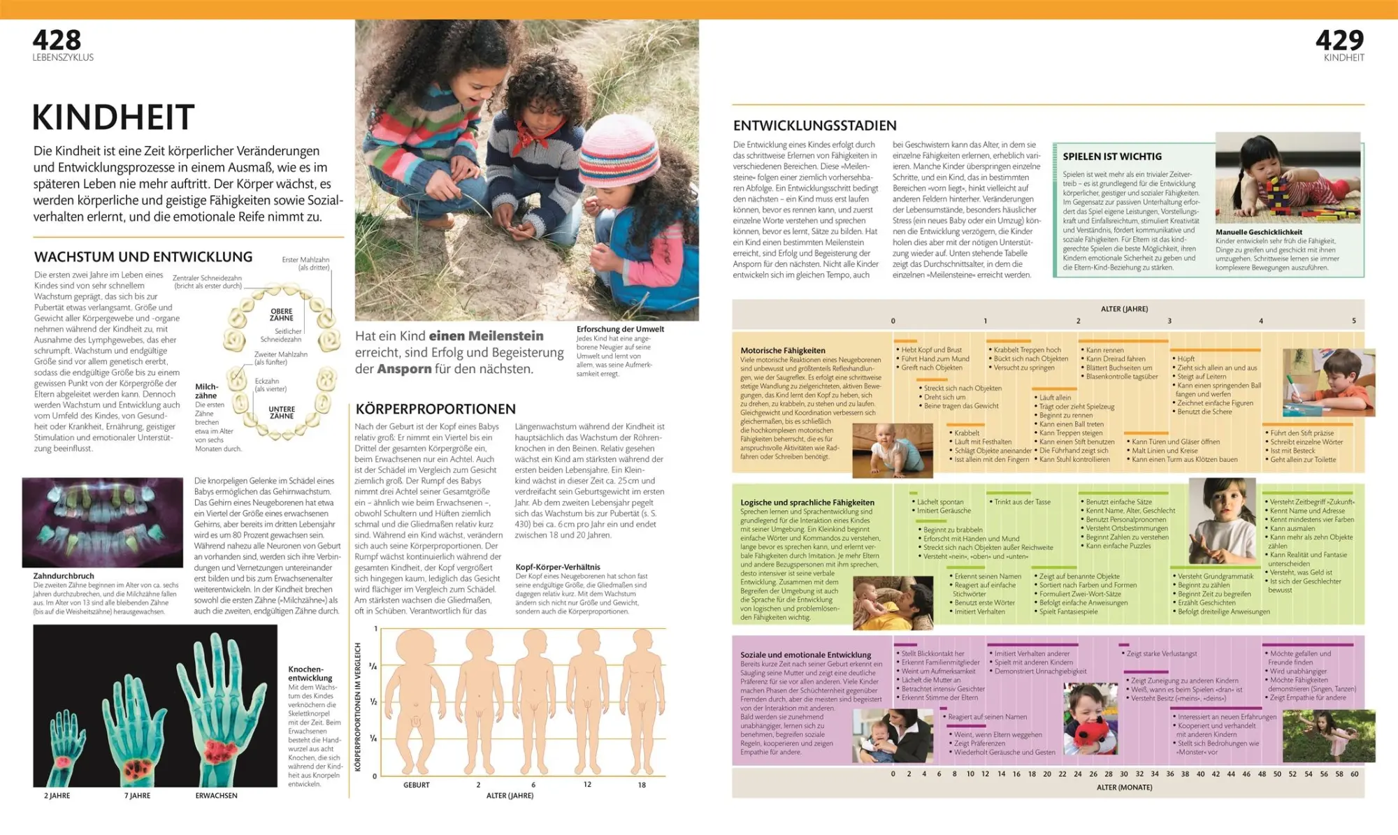 Bild: 9783831047772 | Anatomie und Physiologie | DK Verlag (u. a.) | Buch | 536 S. | Deutsch
