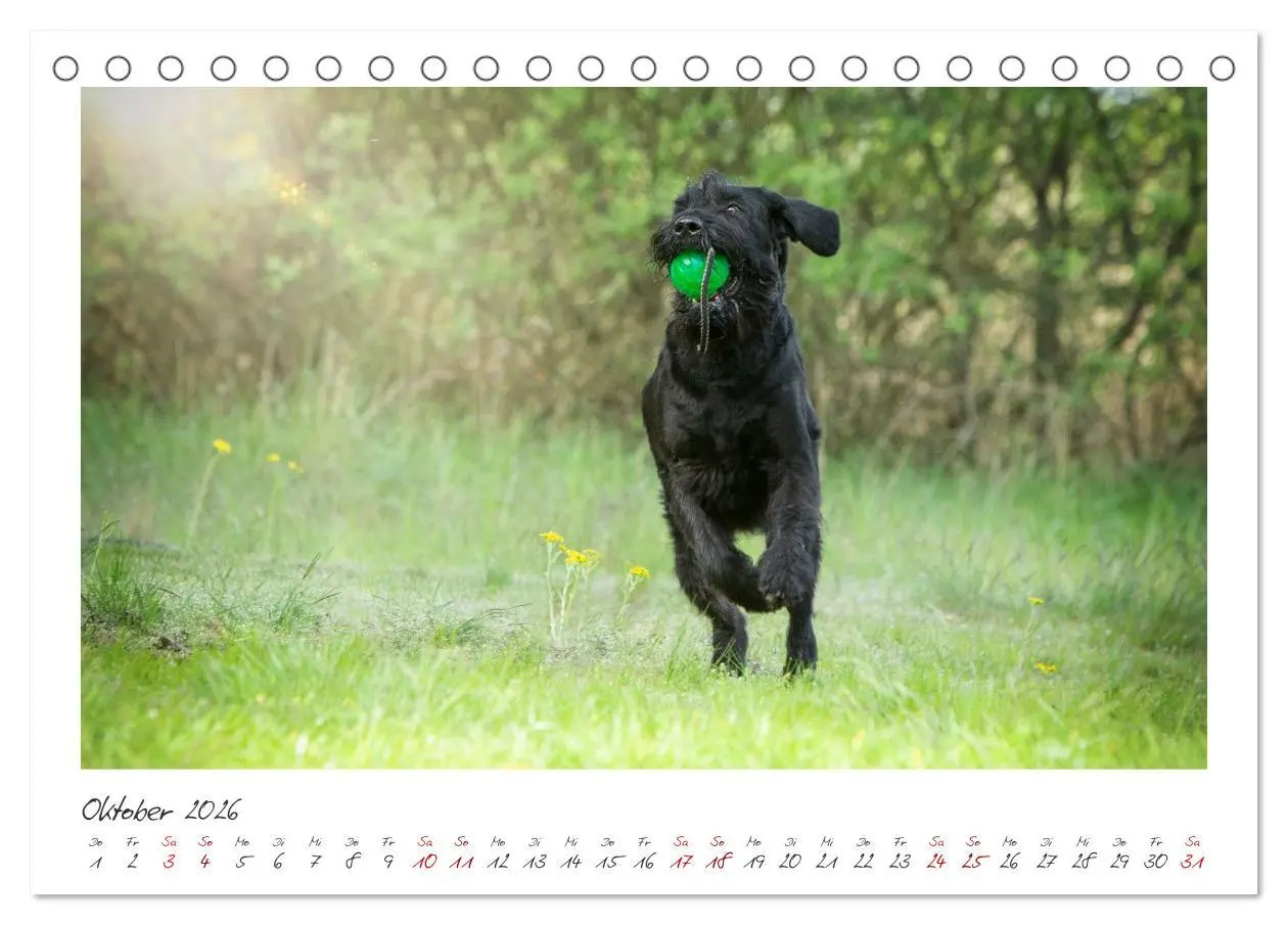 Bild: 9783457297872 | Riesenschnauzer - Treue Partner (Tischkalender 2026 DIN A5 quer),...