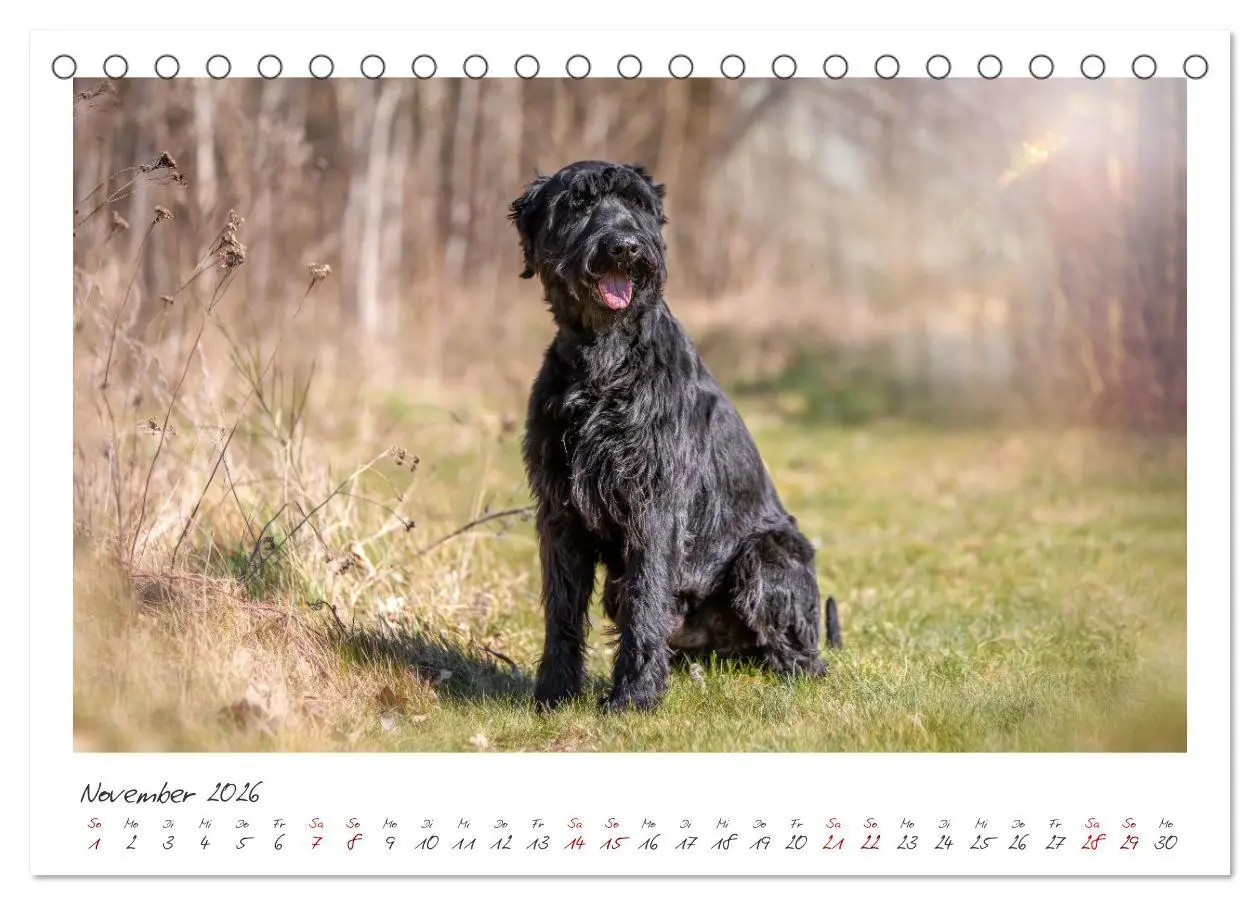 Bild: 9783457297872 | Riesenschnauzer - Treue Partner (Tischkalender 2026 DIN A5 quer),...