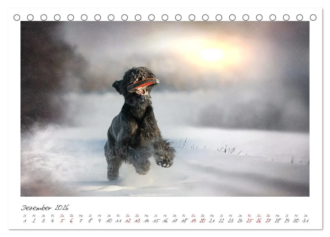 Bild: 9783457297872 | Riesenschnauzer - Treue Partner (Tischkalender 2026 DIN A5 quer),...