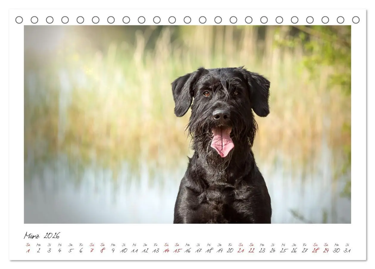 Bild: 9783457297872 | Riesenschnauzer - Treue Partner (Tischkalender 2026 DIN A5 quer),...