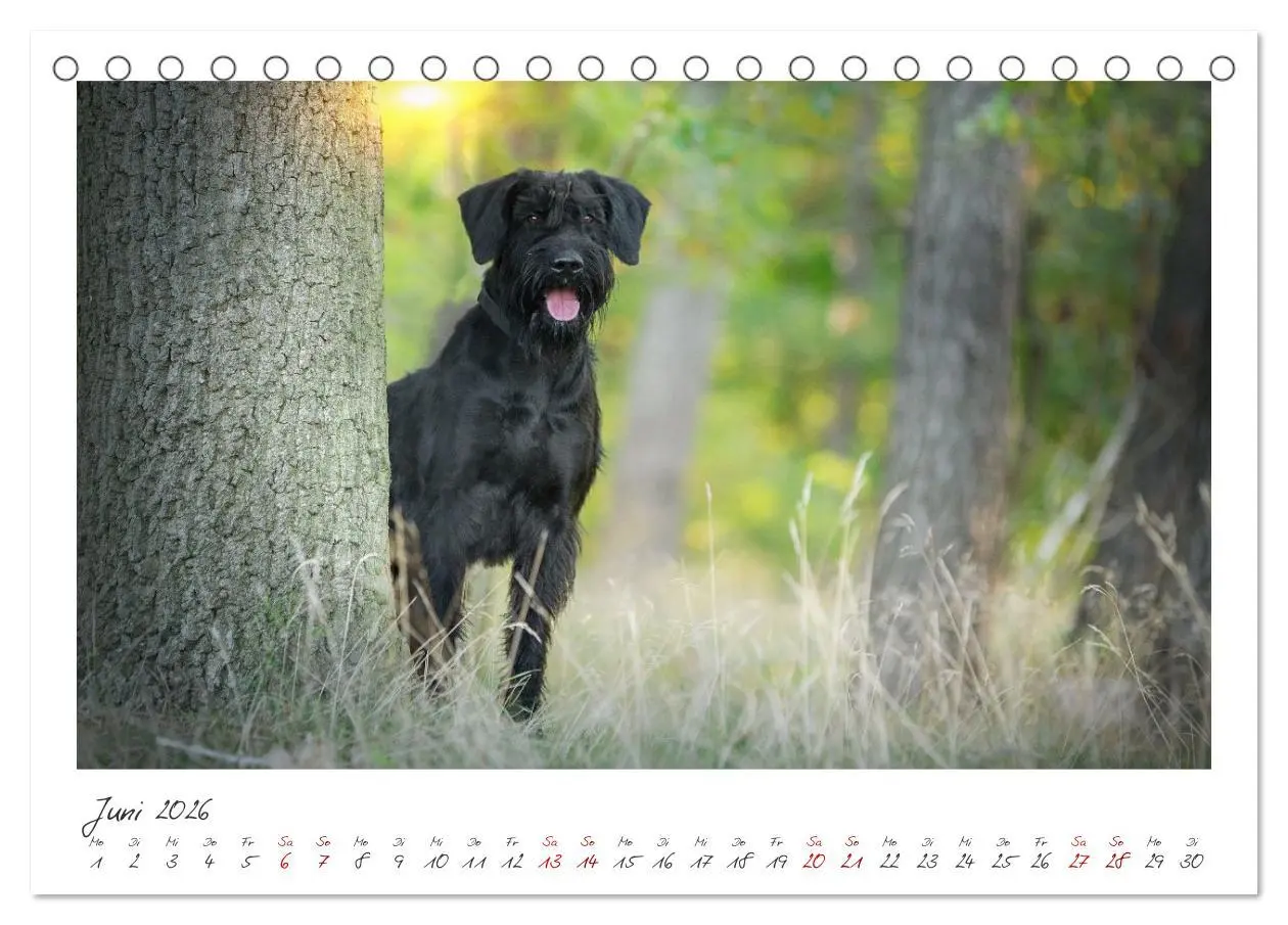 Bild: 9783457297872 | Riesenschnauzer - Treue Partner (Tischkalender 2026 DIN A5 quer),...