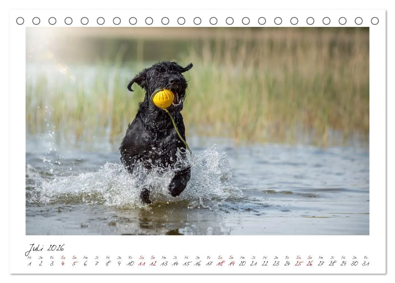 Bild: 9783457297872 | Riesenschnauzer - Treue Partner (Tischkalender 2026 DIN A5 quer),...