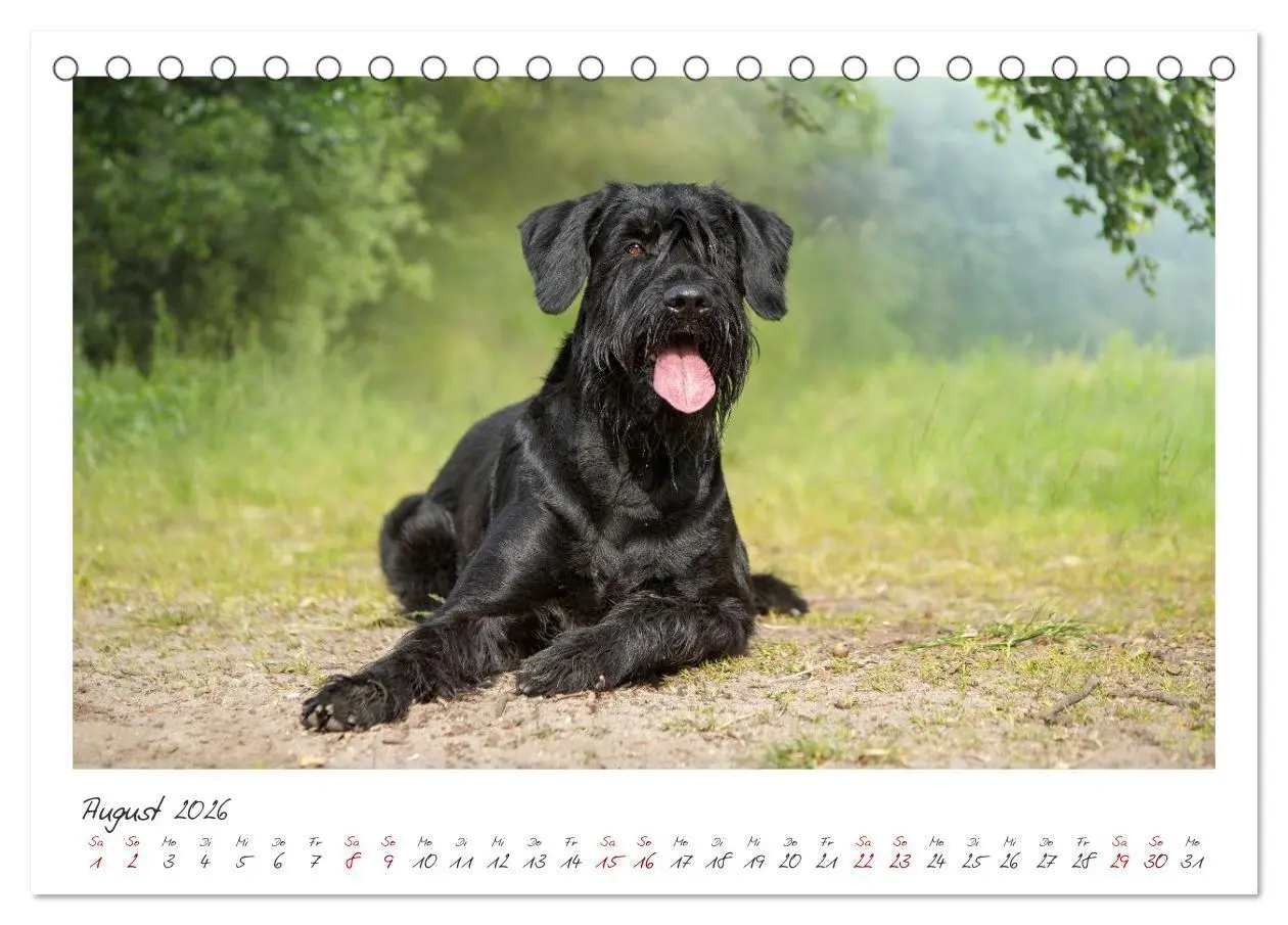 Bild: 9783457297872 | Riesenschnauzer - Treue Partner (Tischkalender 2026 DIN A5 quer),...