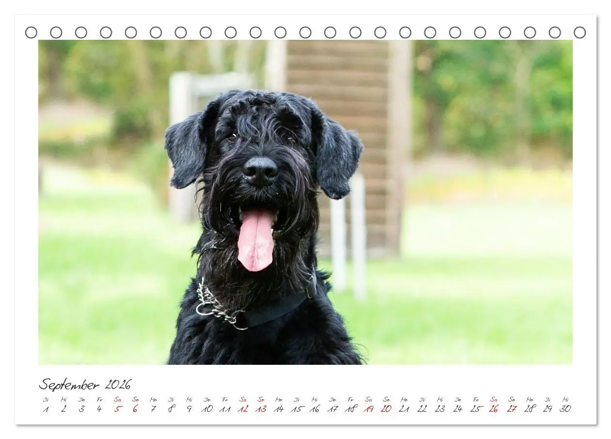 Bild: 9783457297872 | Riesenschnauzer - Treue Partner (Tischkalender 2026 DIN A5 quer),...