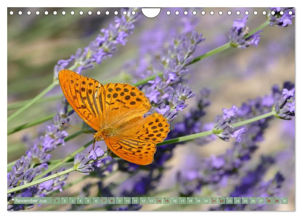 Bild: 9783457367872 | Der Duft von Lavendel (Wandkalender 2026 DIN A4 quer), CALVENDO...
