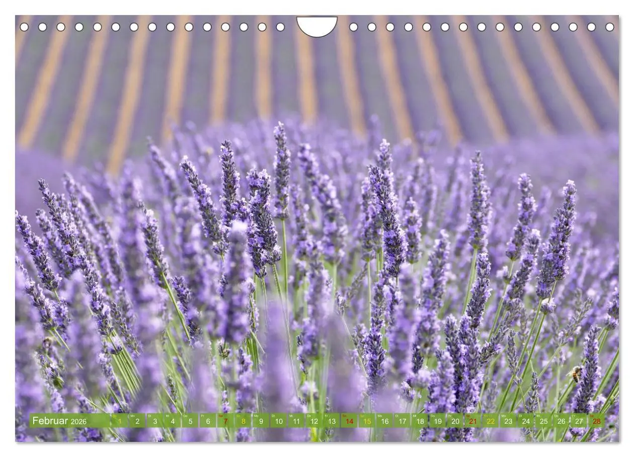 Bild: 9783457367872 | Der Duft von Lavendel (Wandkalender 2026 DIN A4 quer), CALVENDO...