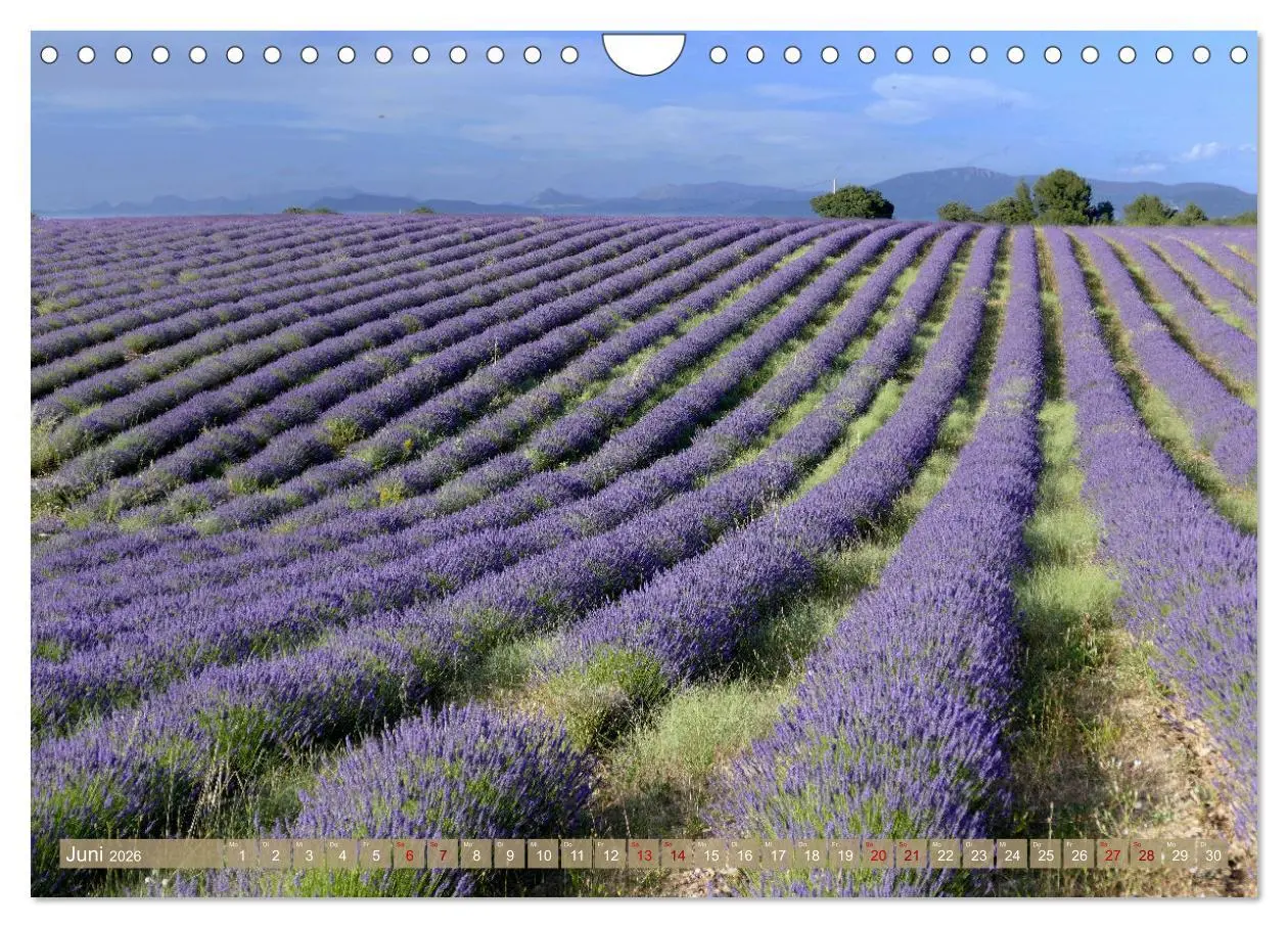 Bild: 9783457367872 | Der Duft von Lavendel (Wandkalender 2026 DIN A4 quer), CALVENDO...