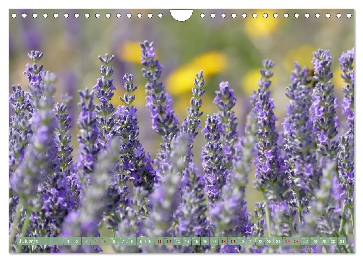 Bild: 9783457367872 | Der Duft von Lavendel (Wandkalender 2026 DIN A4 quer), CALVENDO...