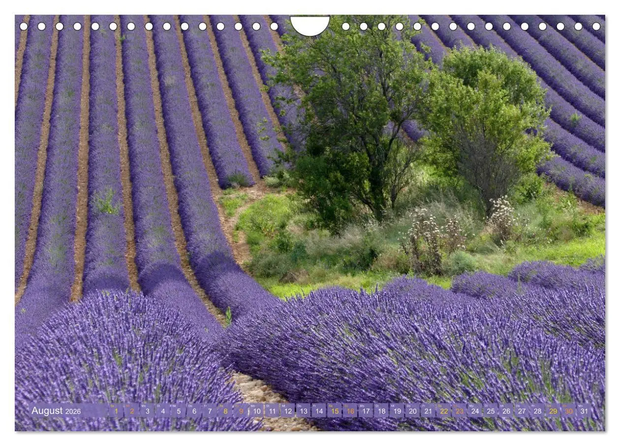 Bild: 9783457367872 | Der Duft von Lavendel (Wandkalender 2026 DIN A4 quer), CALVENDO...