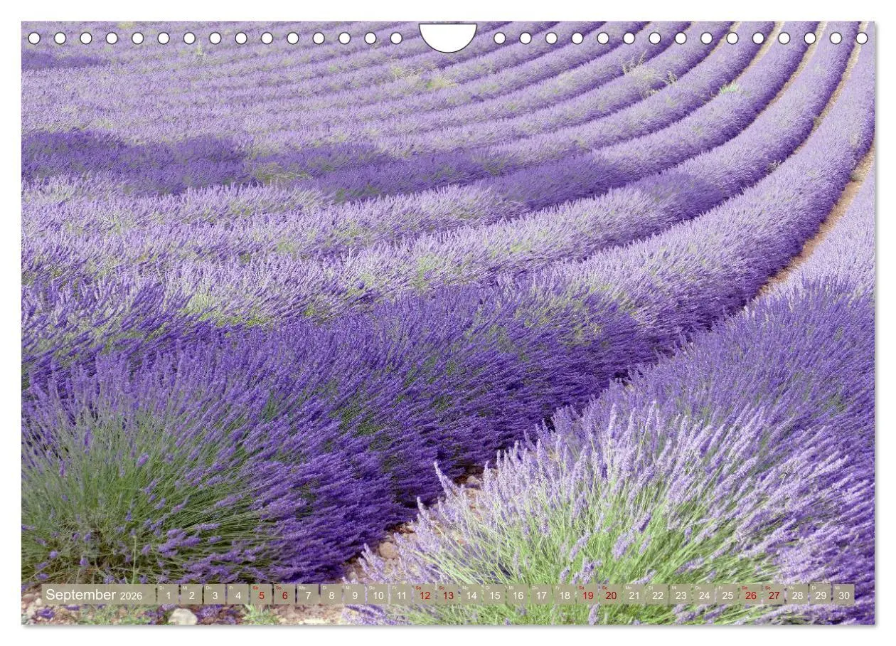 Bild: 9783457367872 | Der Duft von Lavendel (Wandkalender 2026 DIN A4 quer), CALVENDO...