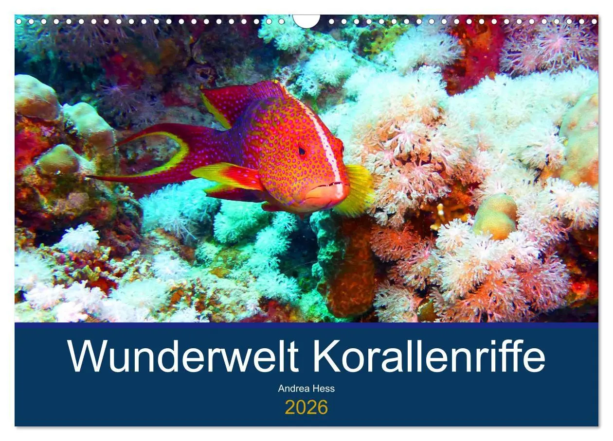 Cover: 9783457817872 | Wunderwelt Korallenriffe (Wandkalender 2026 DIN A3 quer), CALVENDO...
