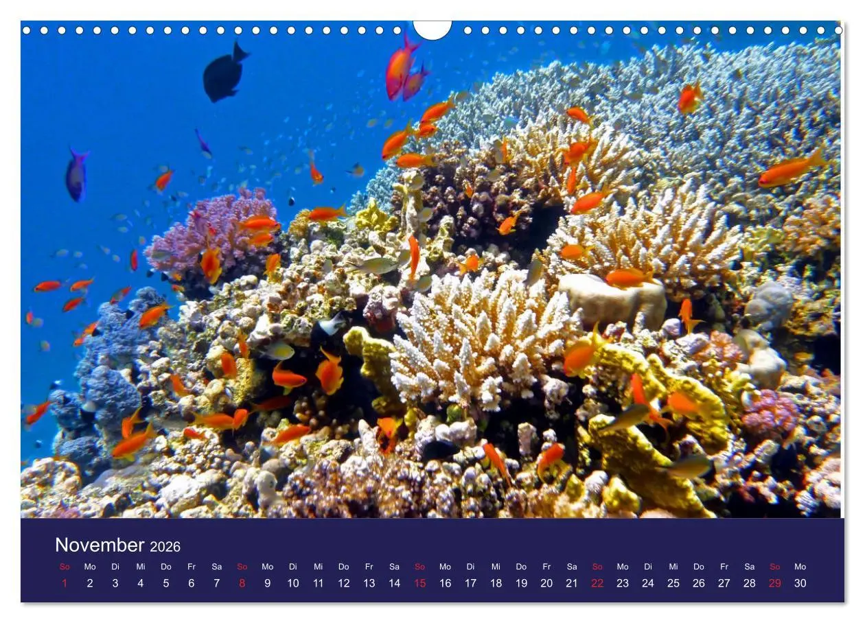 Bild: 9783457817872 | Wunderwelt Korallenriffe (Wandkalender 2026 DIN A3 quer), CALVENDO...