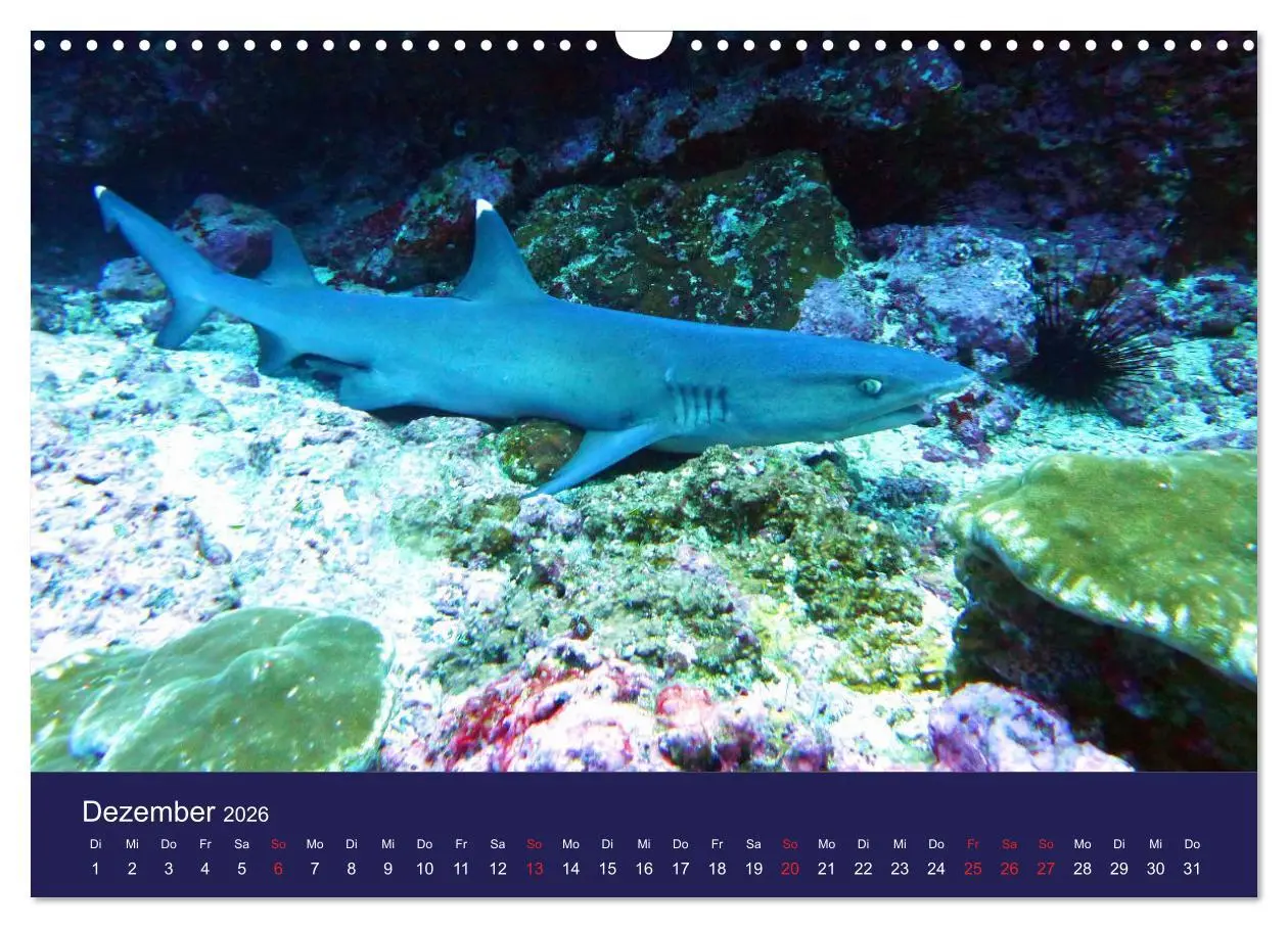 Bild: 9783457817872 | Wunderwelt Korallenriffe (Wandkalender 2026 DIN A3 quer), CALVENDO...