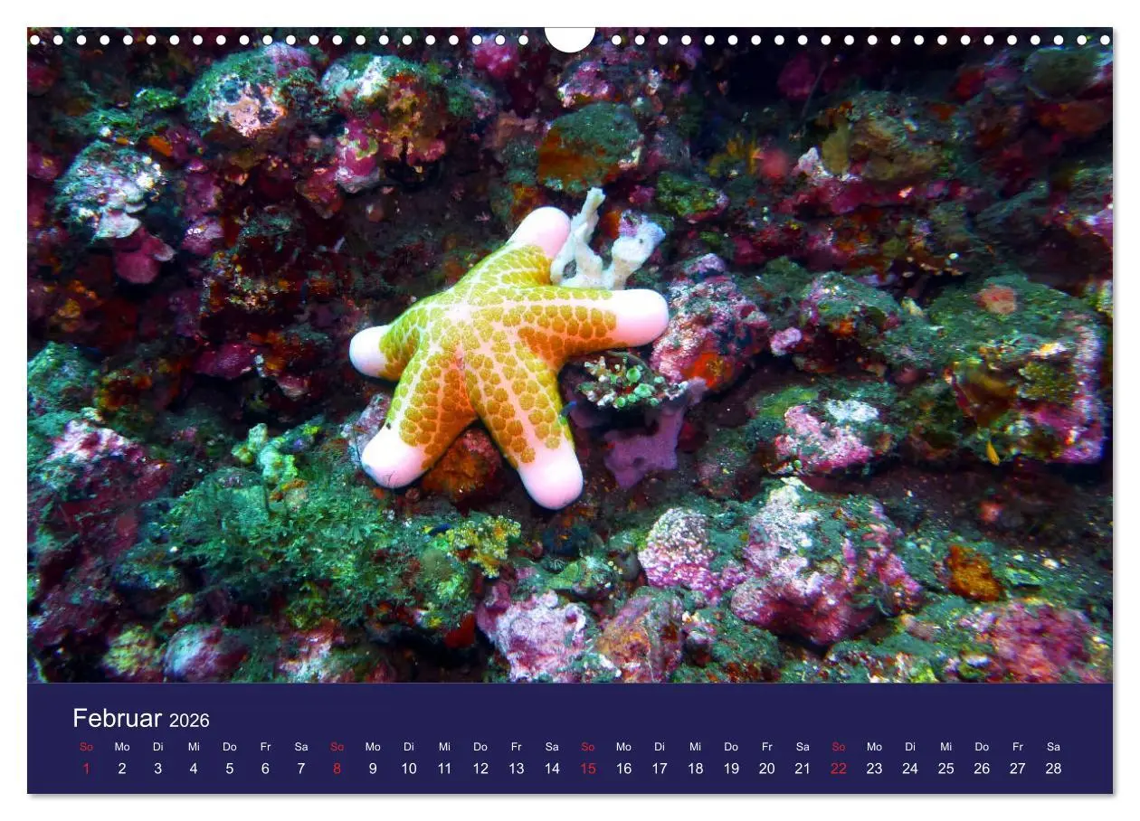Bild: 9783457817872 | Wunderwelt Korallenriffe (Wandkalender 2026 DIN A3 quer), CALVENDO...