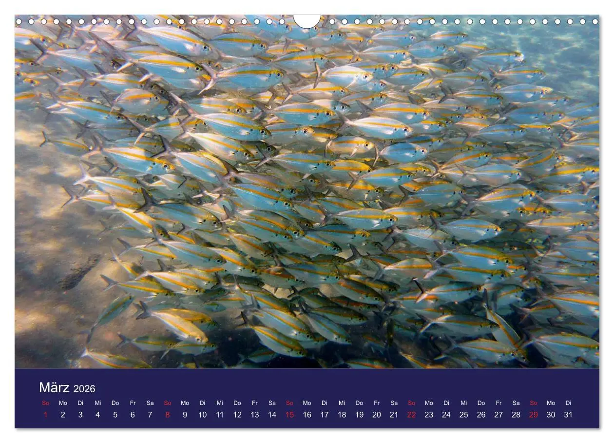 Bild: 9783457817872 | Wunderwelt Korallenriffe (Wandkalender 2026 DIN A3 quer), CALVENDO...