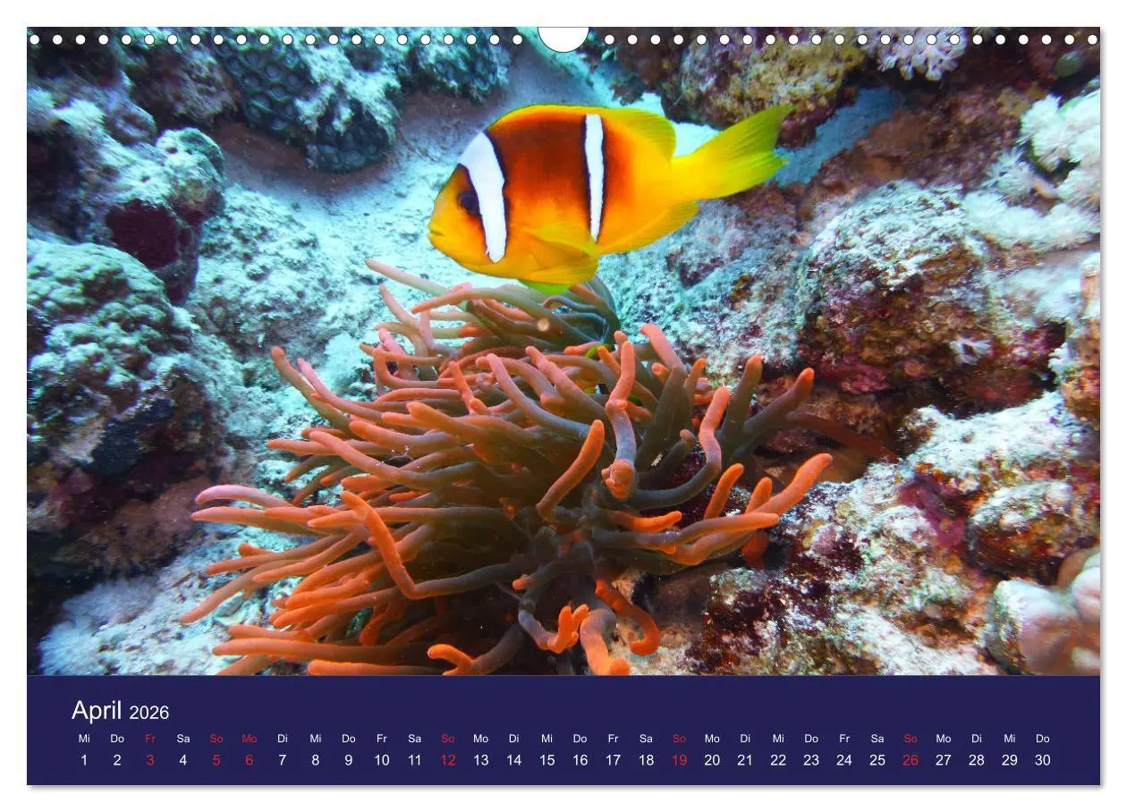 Bild: 9783457817872 | Wunderwelt Korallenriffe (Wandkalender 2026 DIN A3 quer), CALVENDO...