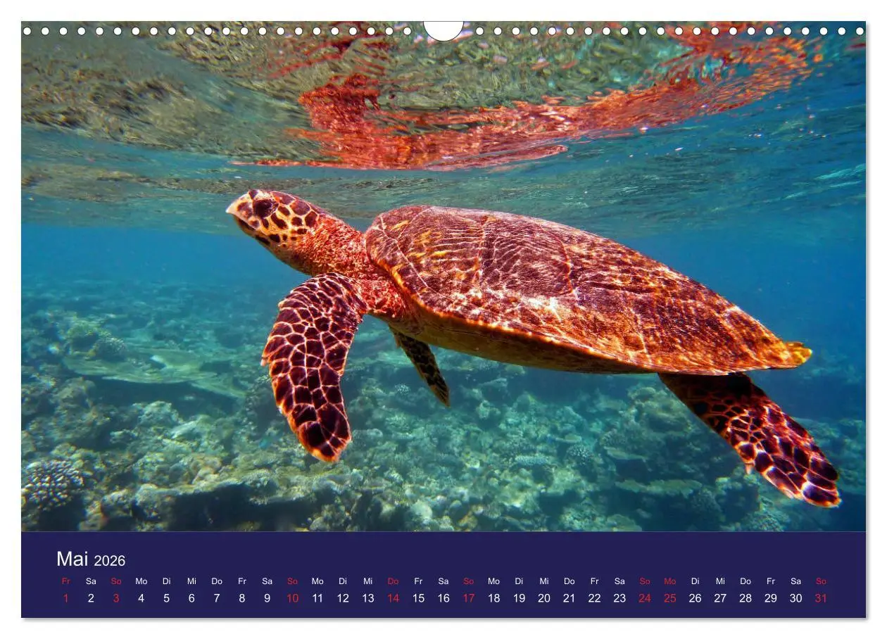 Bild: 9783457817872 | Wunderwelt Korallenriffe (Wandkalender 2026 DIN A3 quer), CALVENDO...