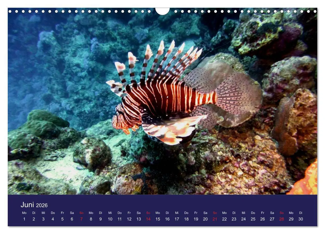 Bild: 9783457817872 | Wunderwelt Korallenriffe (Wandkalender 2026 DIN A3 quer), CALVENDO...