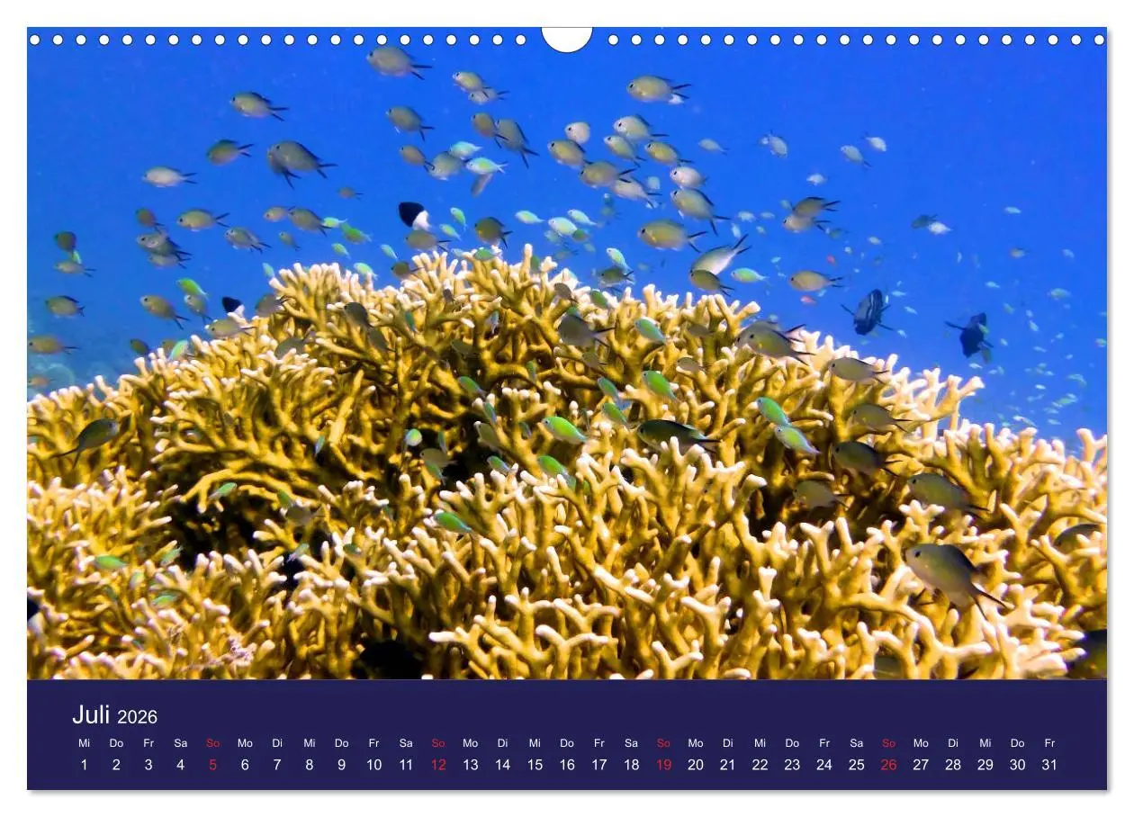 Bild: 9783457817872 | Wunderwelt Korallenriffe (Wandkalender 2026 DIN A3 quer), CALVENDO...