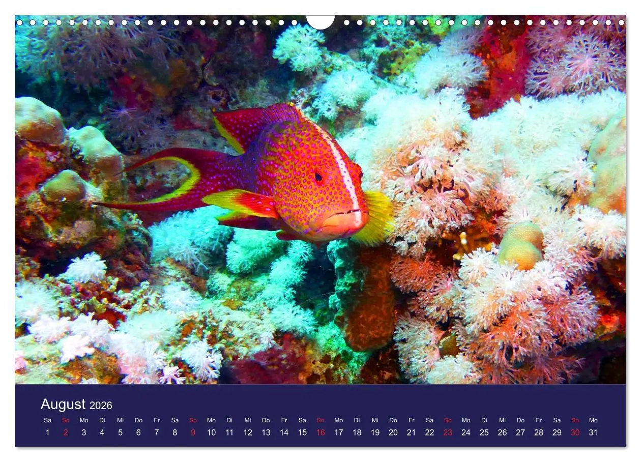 Bild: 9783457817872 | Wunderwelt Korallenriffe (Wandkalender 2026 DIN A3 quer), CALVENDO...