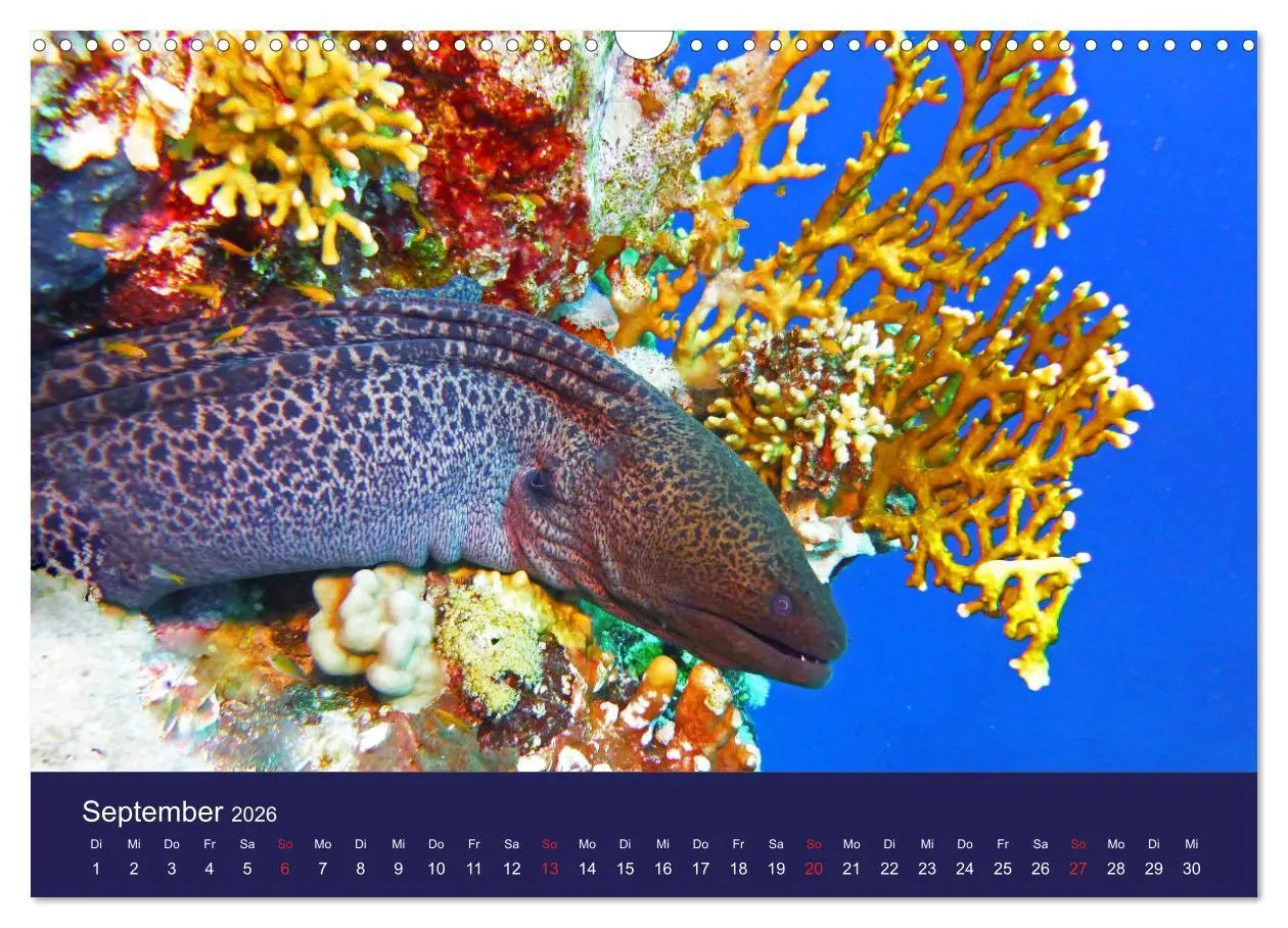Bild: 9783457817872 | Wunderwelt Korallenriffe (Wandkalender 2026 DIN A3 quer), CALVENDO...