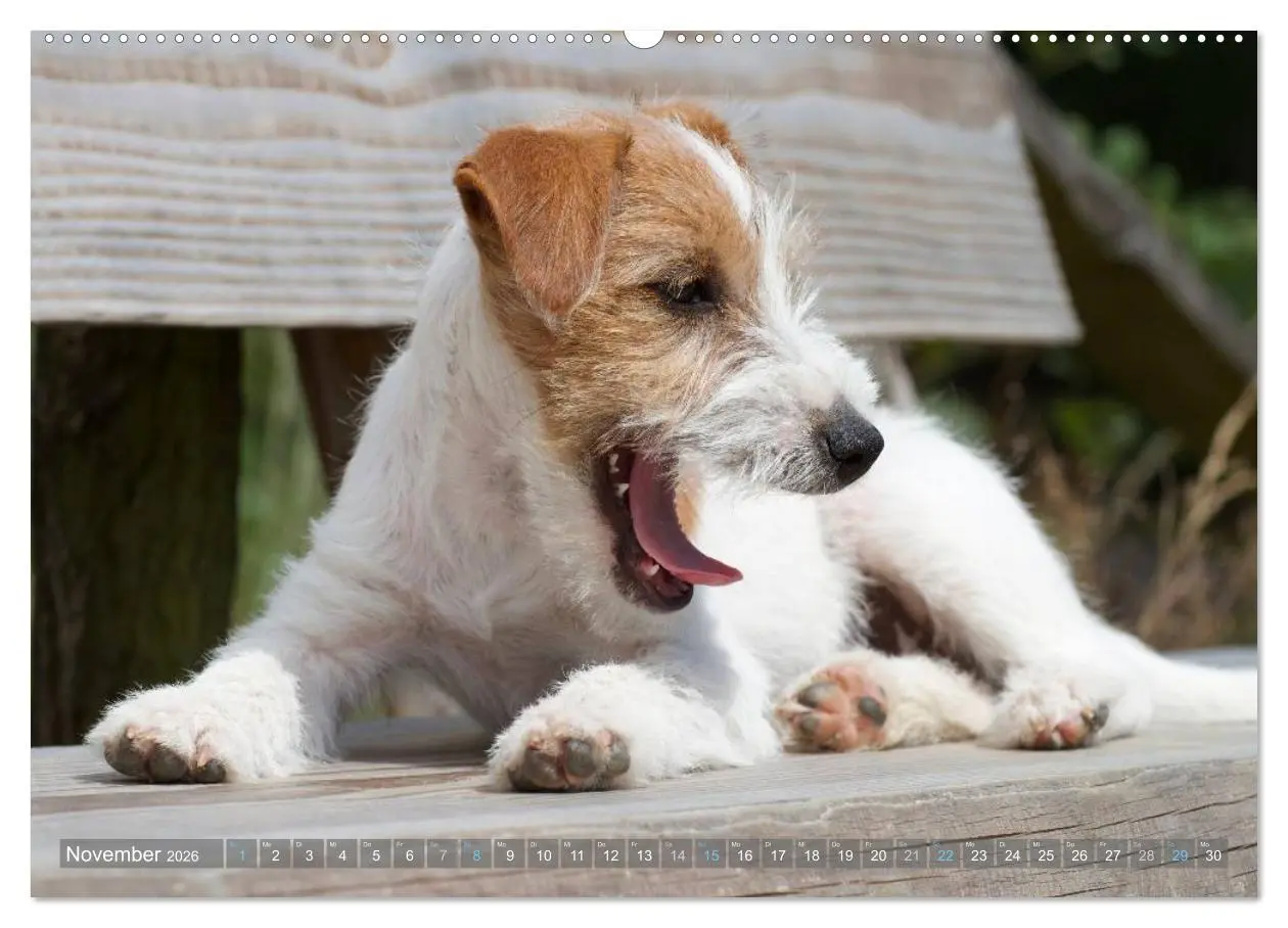 Bild: 9783516077872 | Faszination Terrier (hochwertiger Premium Wandkalender 2026 DIN A2...