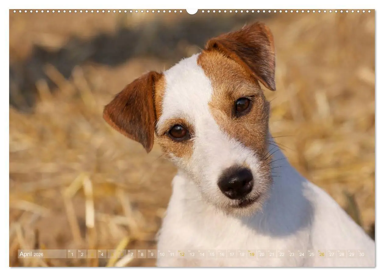 Bild: 9783516077872 | Faszination Terrier (hochwertiger Premium Wandkalender 2026 DIN A2...