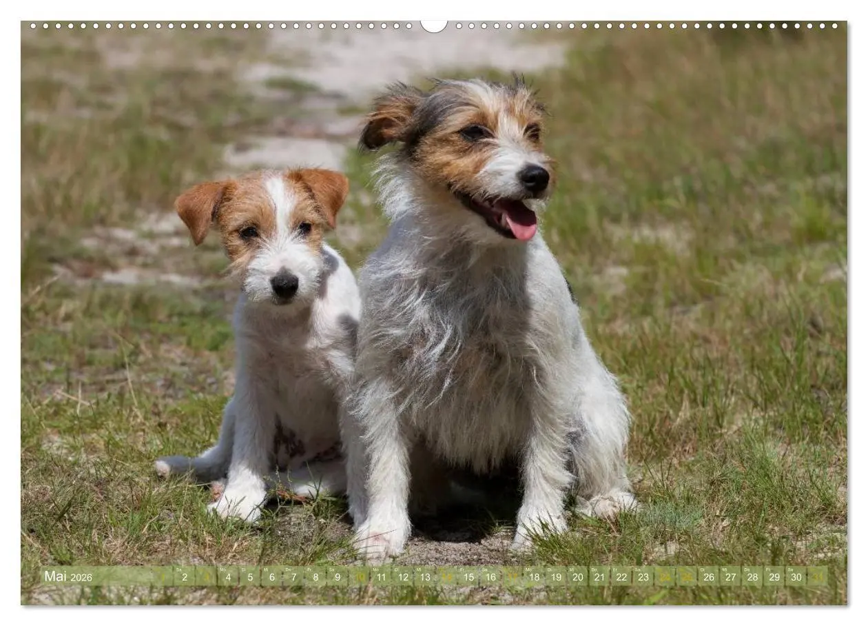 Bild: 9783516077872 | Faszination Terrier (hochwertiger Premium Wandkalender 2026 DIN A2...