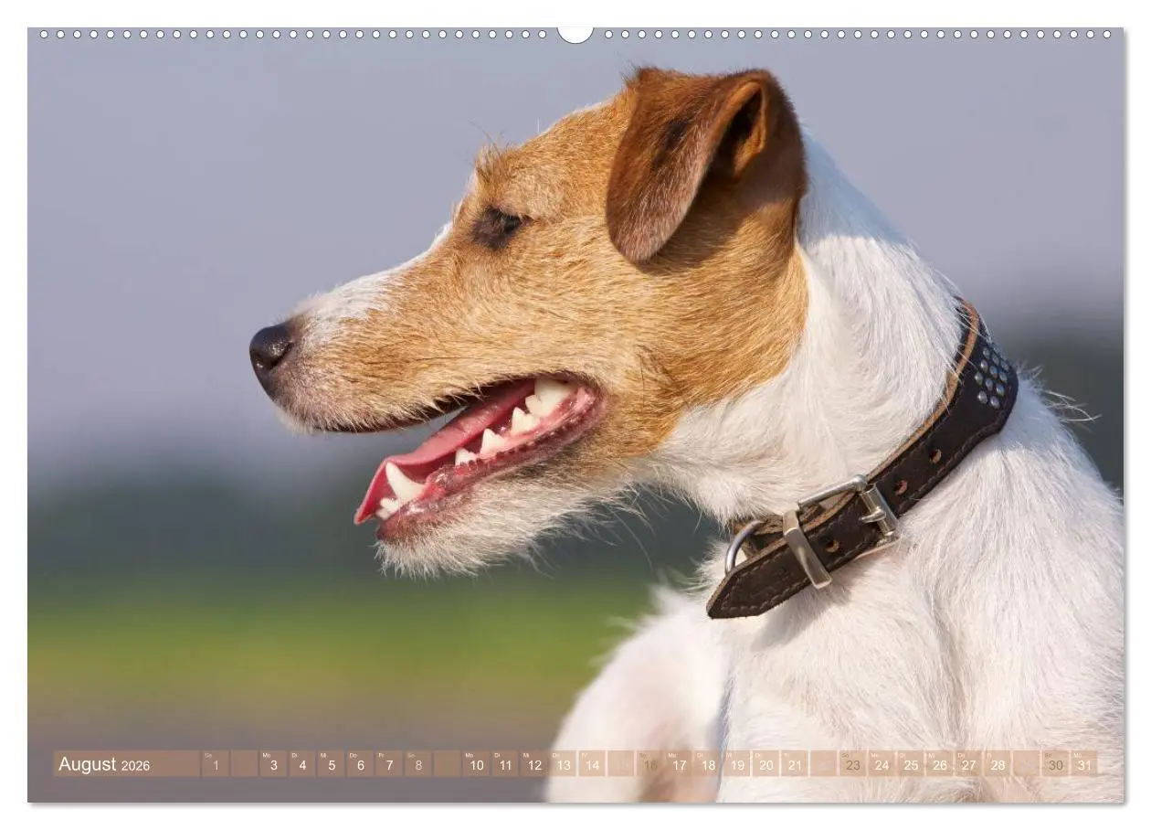Bild: 9783516077872 | Faszination Terrier (hochwertiger Premium Wandkalender 2026 DIN A2...