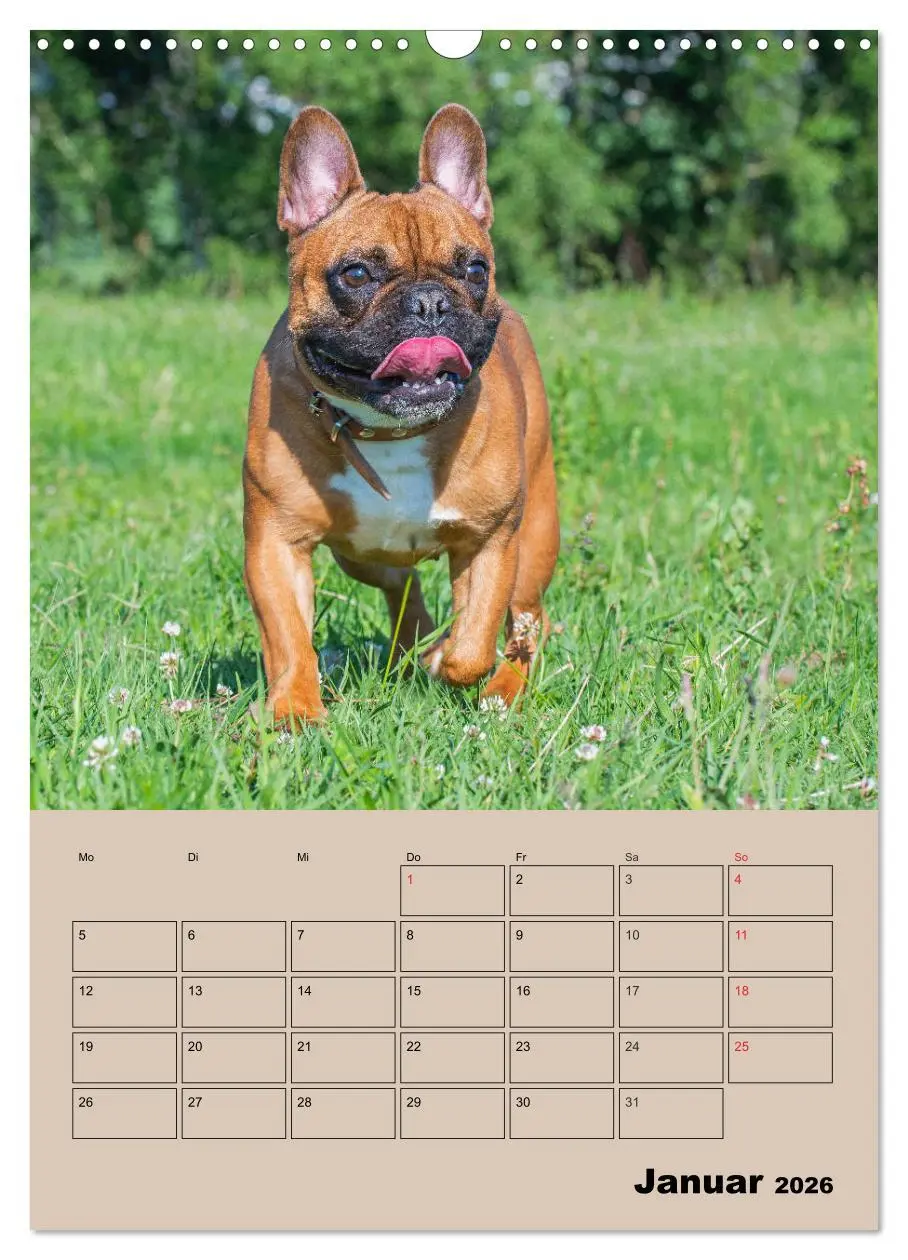 Bild: 9783516387872 | Jahresplaner Französische Bulldogge (Wandkalender 2026 DIN A3...